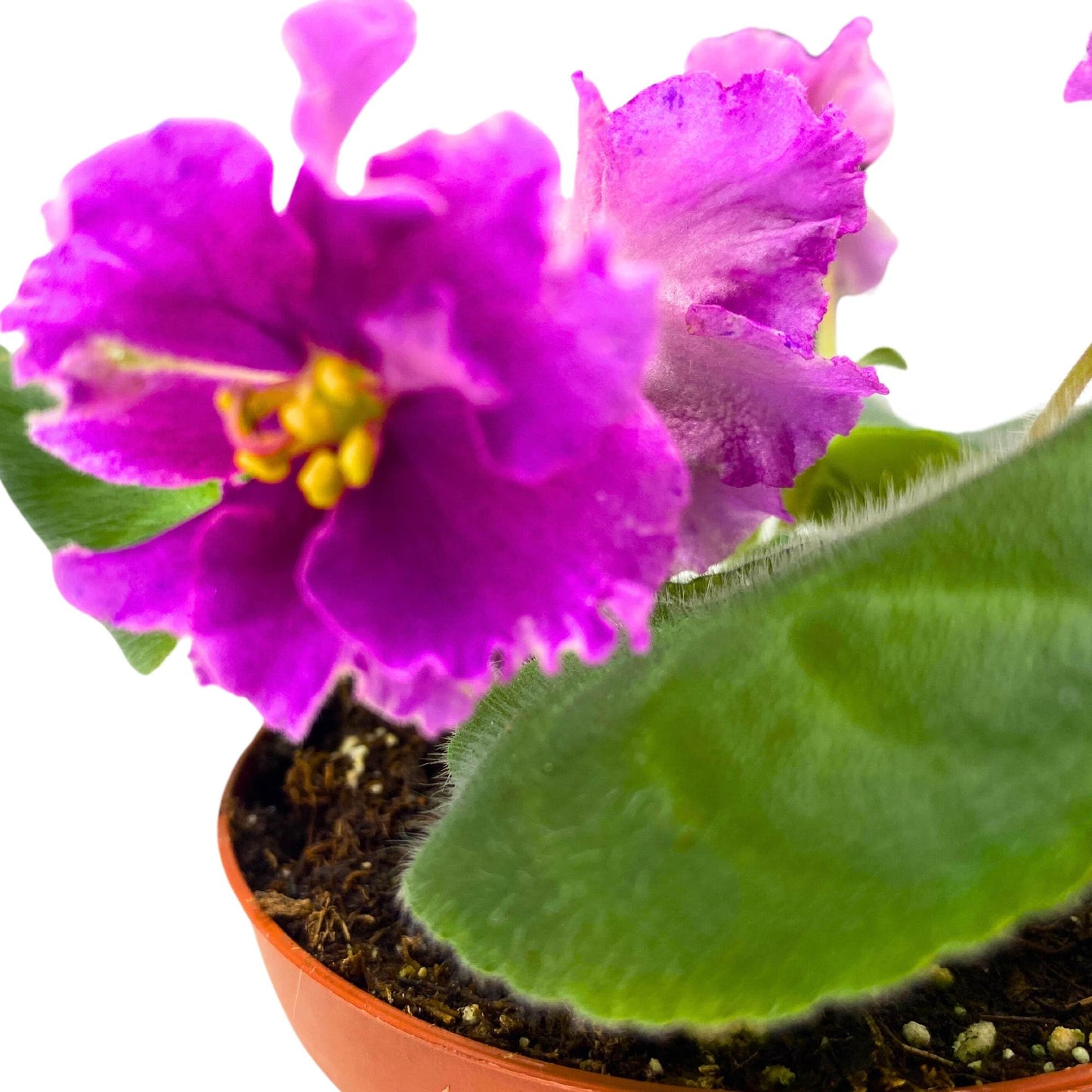 Harmony Foliage VaT Shura Mura African Violet Saintpaulia 4 inch