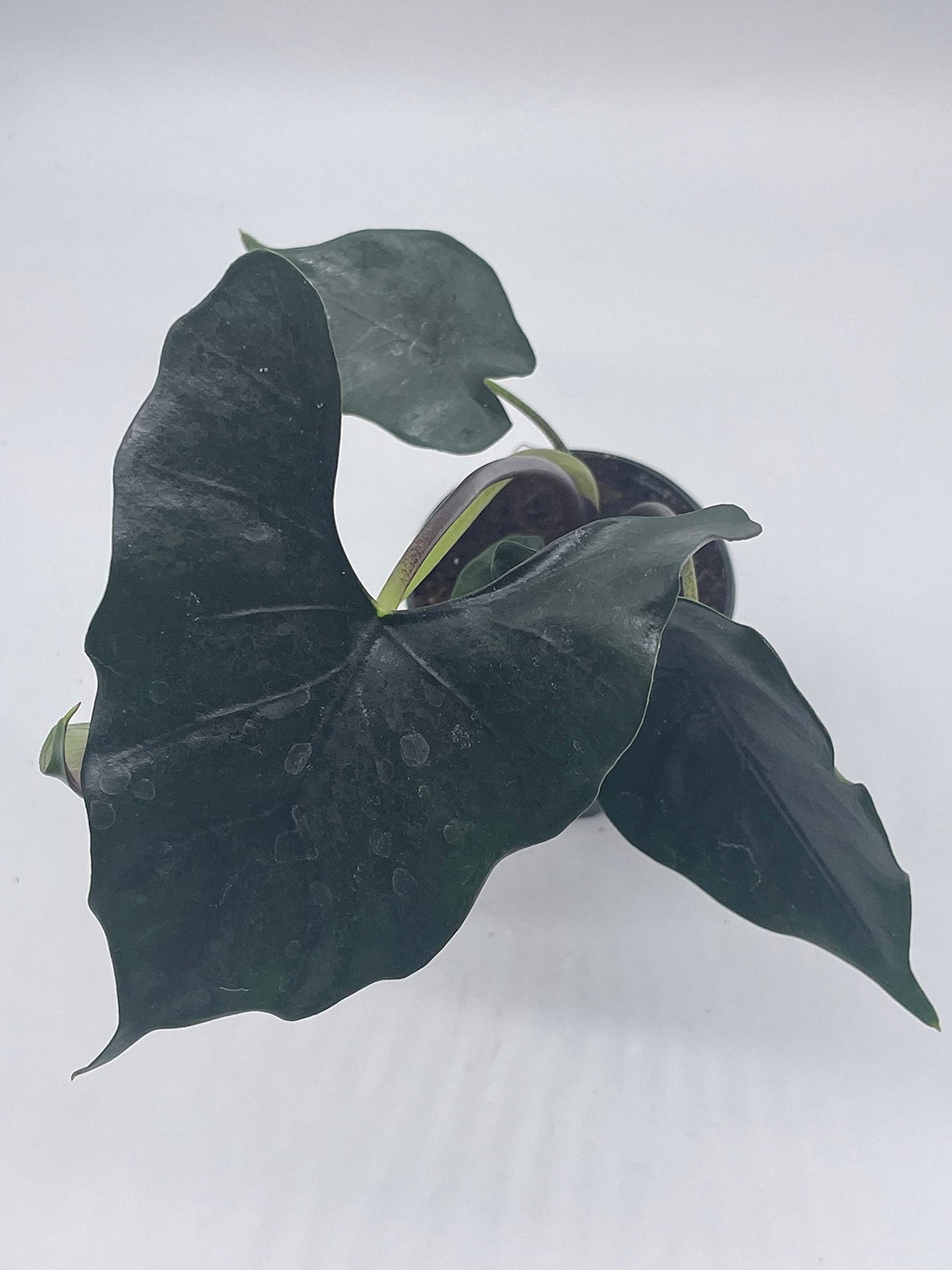 BubbleBlooms Alocasia Purple Cloak, Alocasia Princeps, in 4 inch Pot