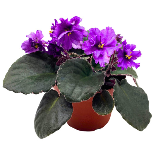 Harmony Foliage Buckeye Country Gal African Violet Saintpaulia 4 inch