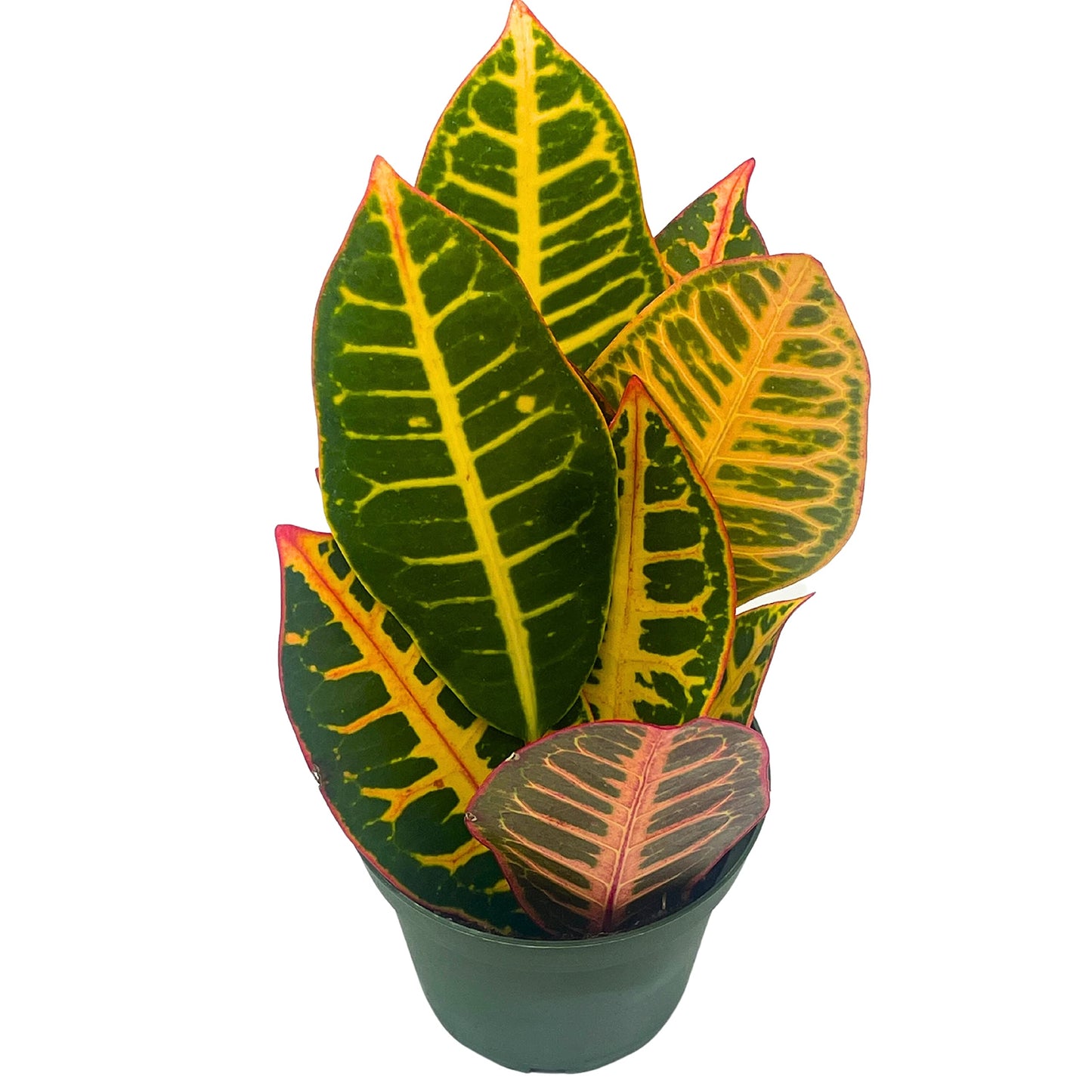 Variegated Croton, 4 inch Large Leaf Codiaeum variegatum