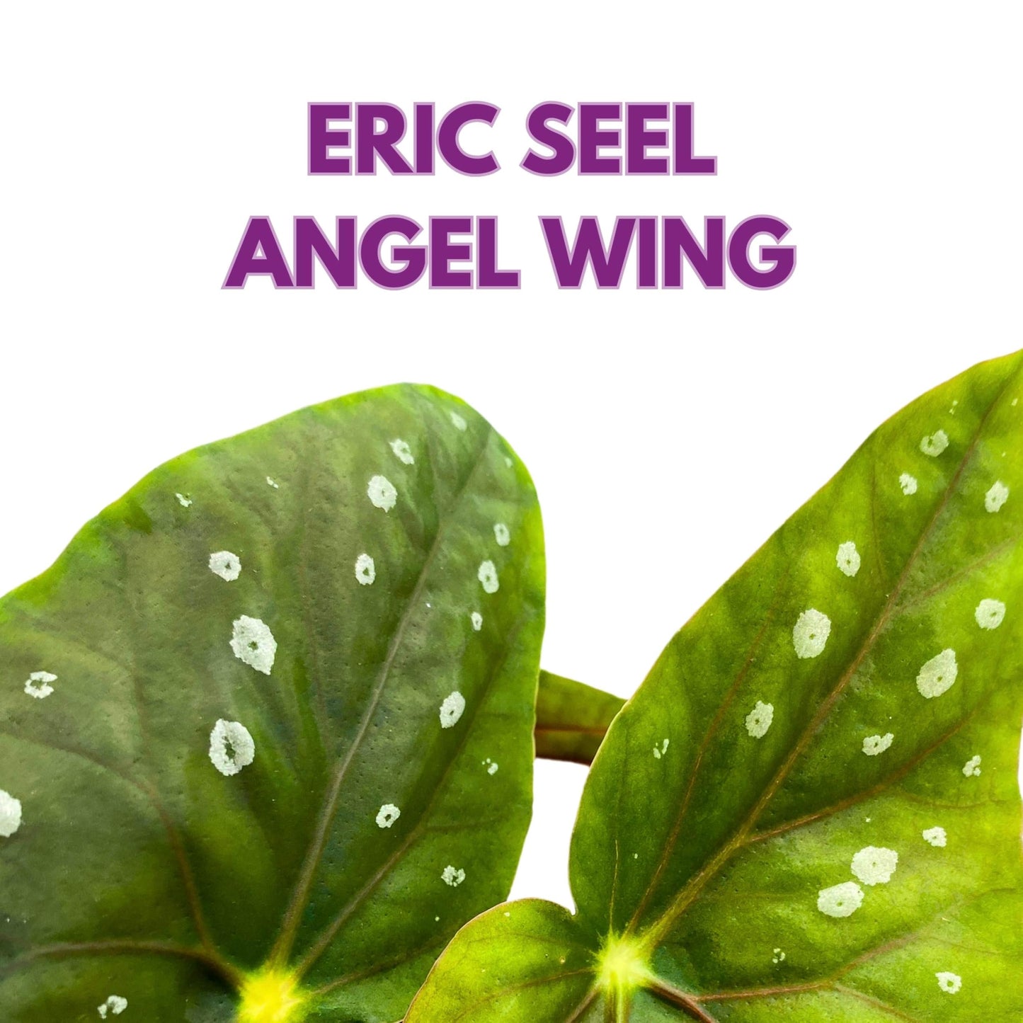 Harmony Foliage Eric Seel Angel Wing Begonia 4 inch