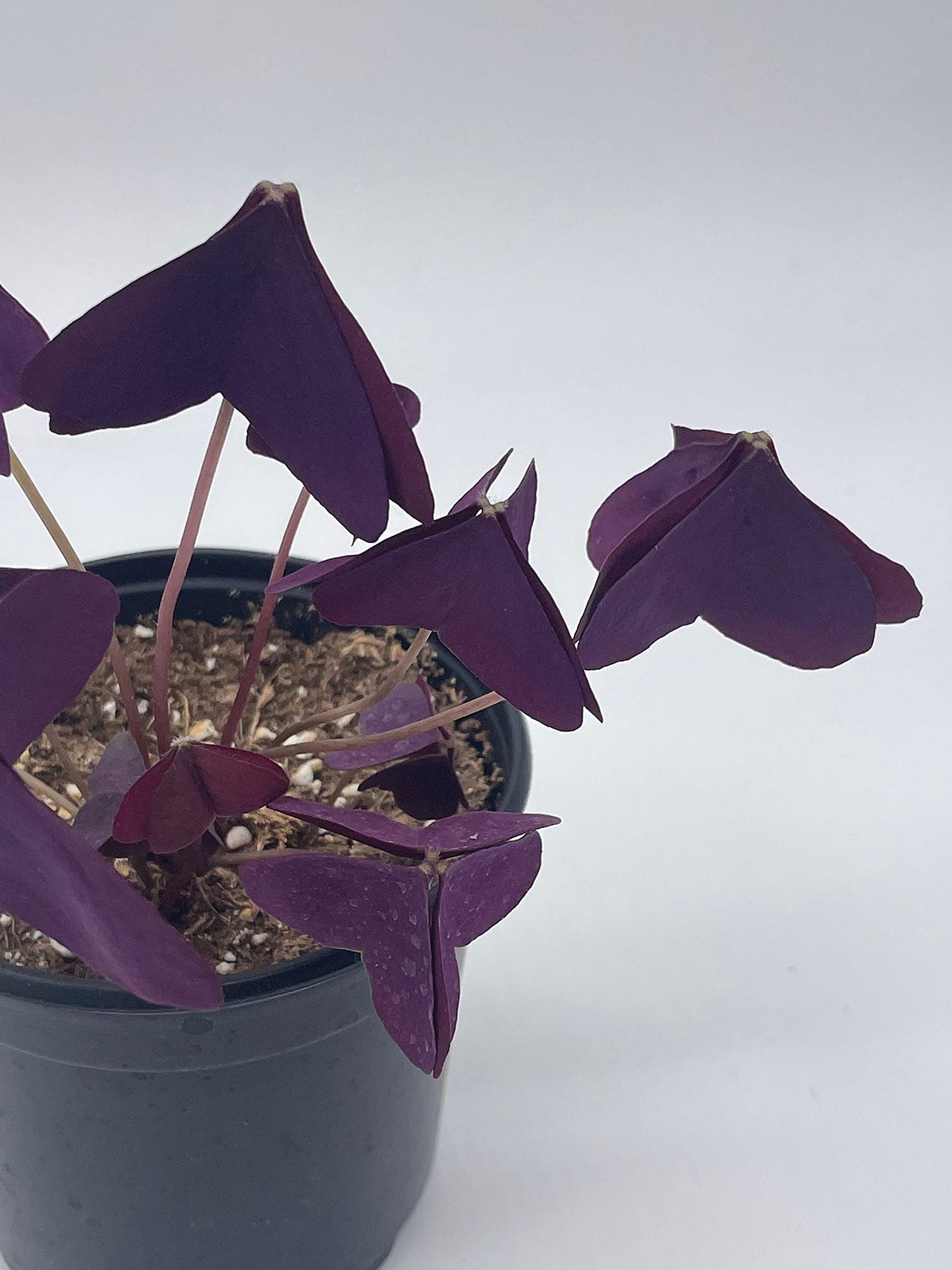 Oxalis triangularis, Purple Shamrock, Butterflies / Butterfly Plant in a 4 inch Pot