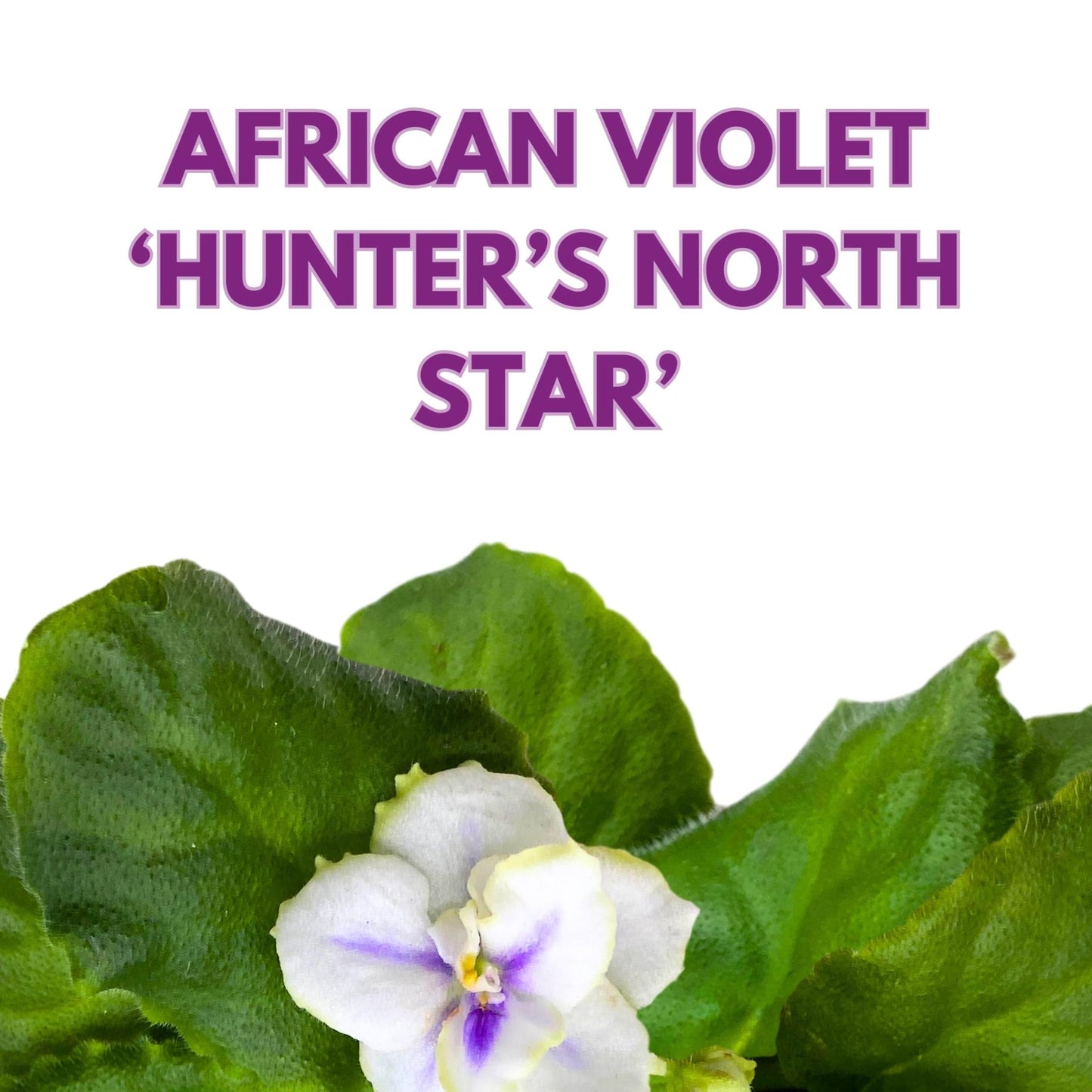 Harmony Foliage Hunter's North Star African Violet Variegated Flower 4 inch