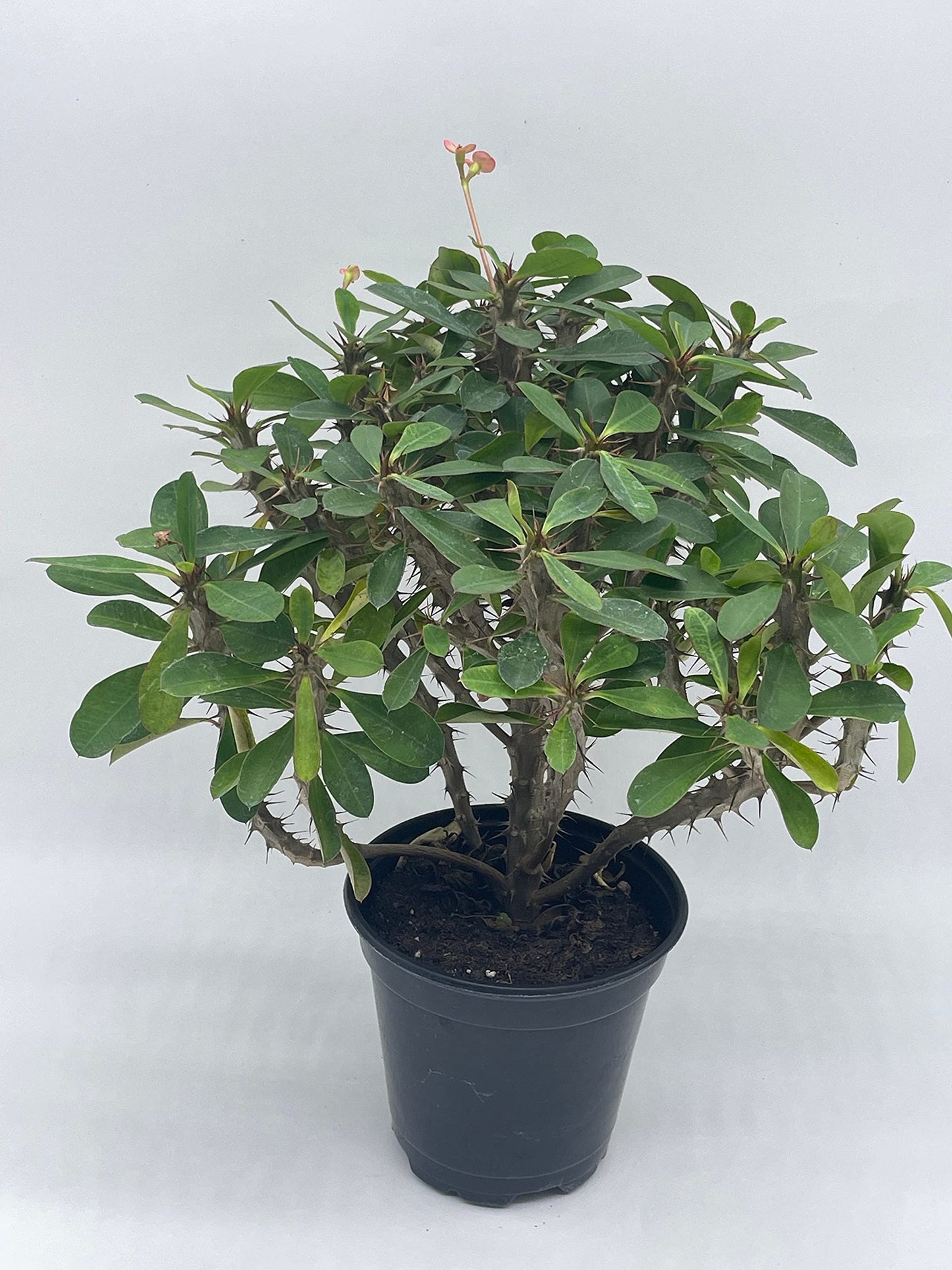 Crown of Thorns, Euphorbia milii, Madagascar Christ Thorn in a 4 inch Pot,