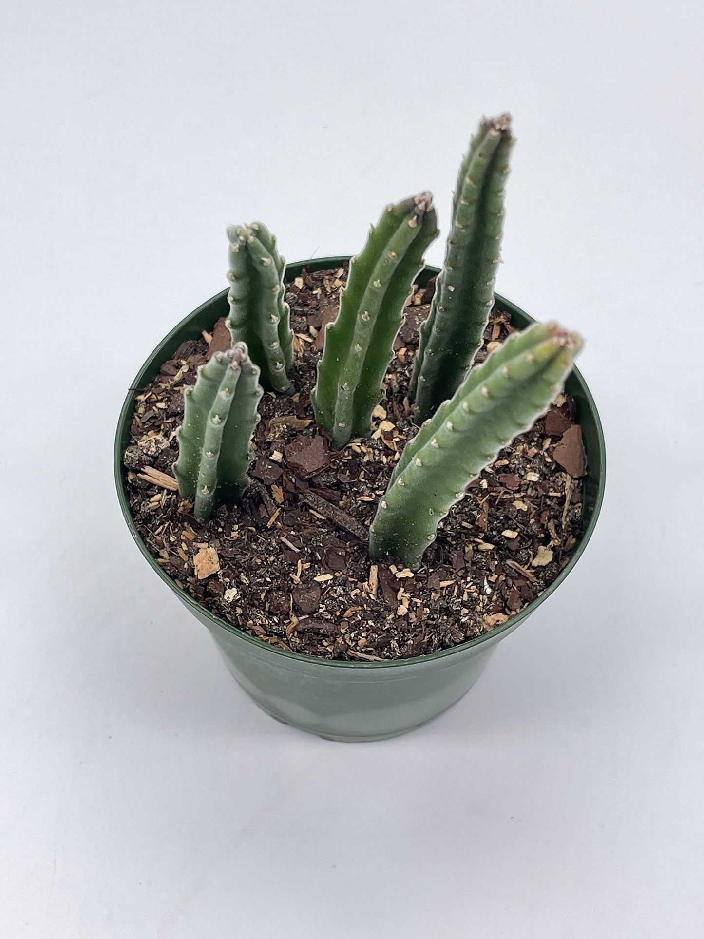 Stapelia Similis, Similar Stapelia, 4 inch Pot, Black Starfish Flower, Rare Huernia