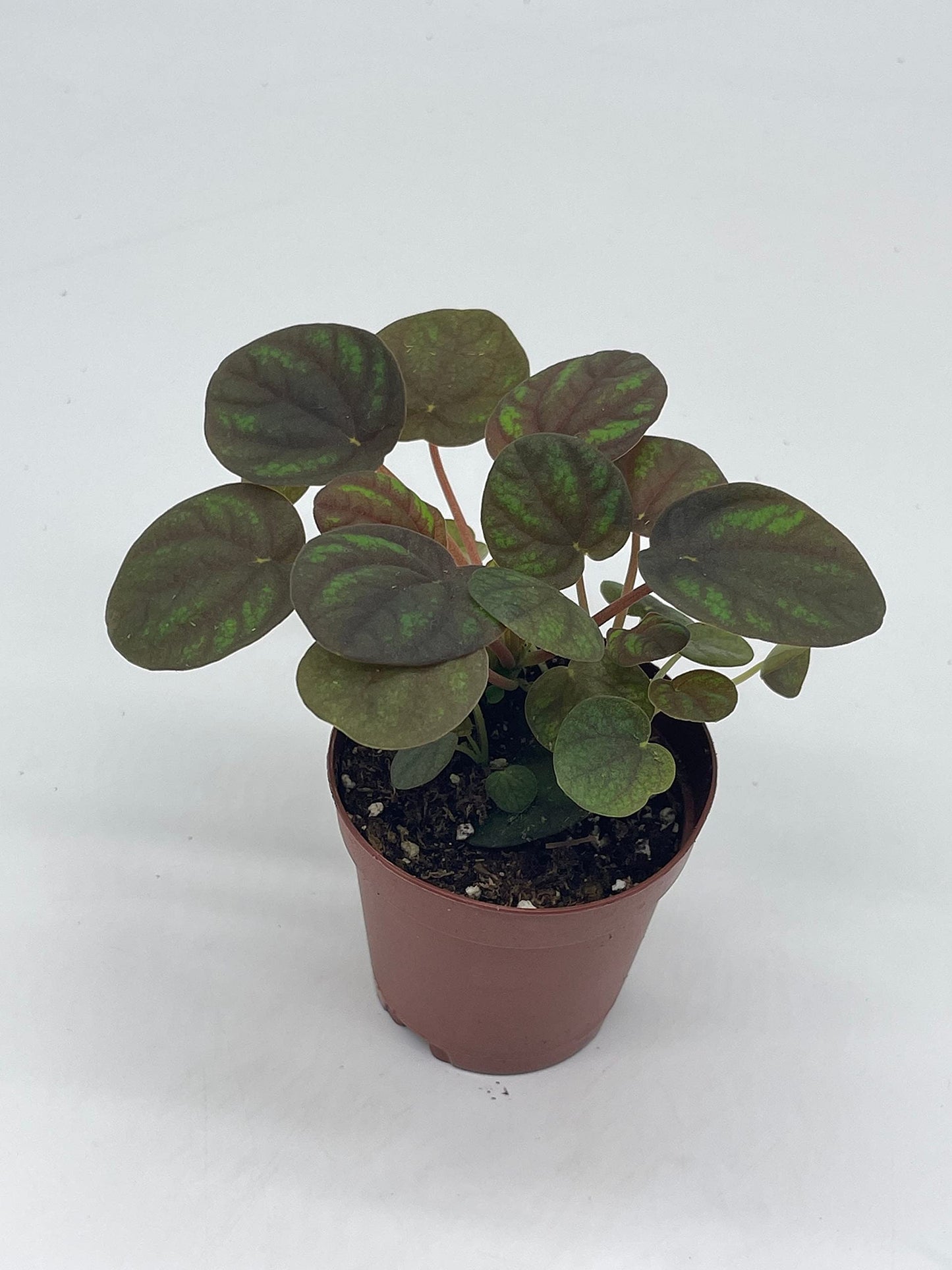 Peppermill Peperomia Frost, 2 inch, (Brownish) Emerald Ripple Pepper, caperata, albovittata