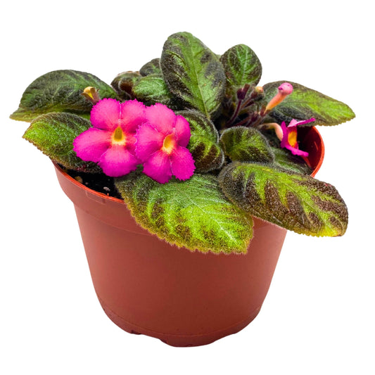 Harmony Foliage Episcia Pink Panther Flame Violet 4 inch