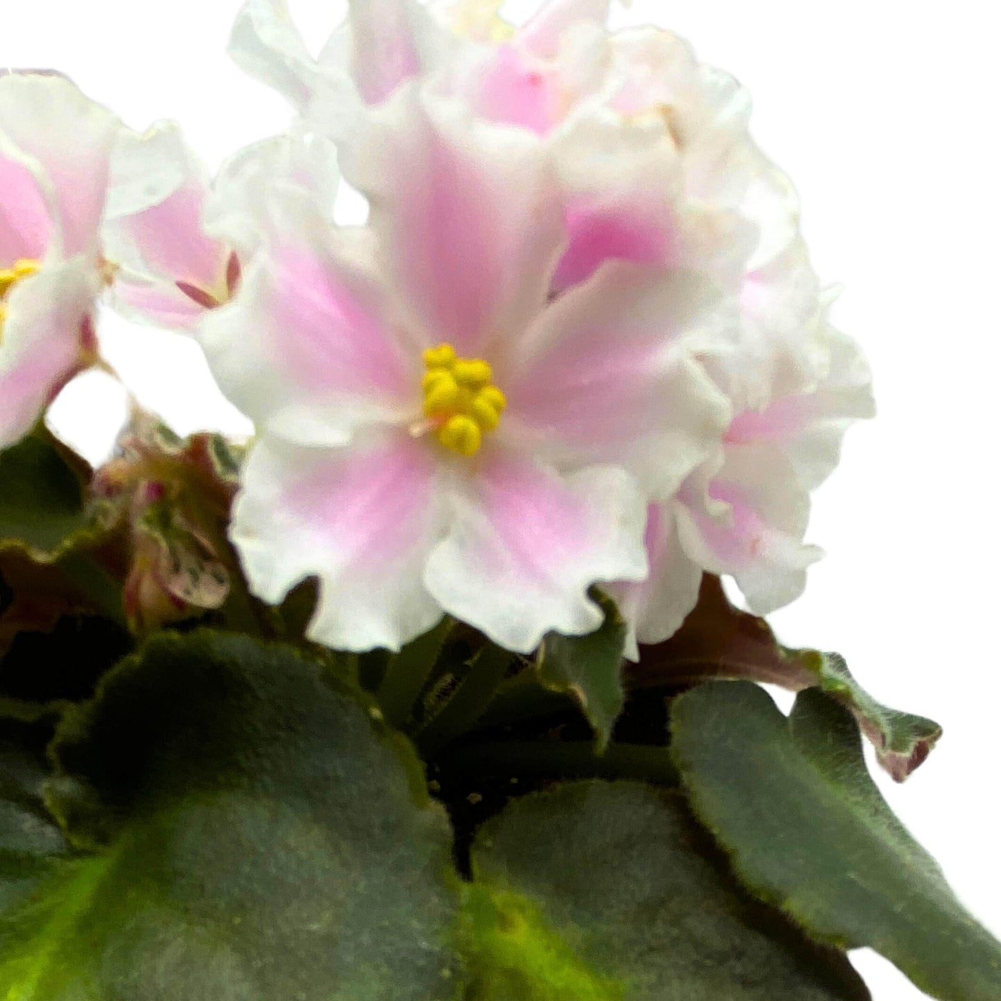 Harmony Foliage Carolina Elegant Affair Variegated African Violet Saintpaulia 4 inch