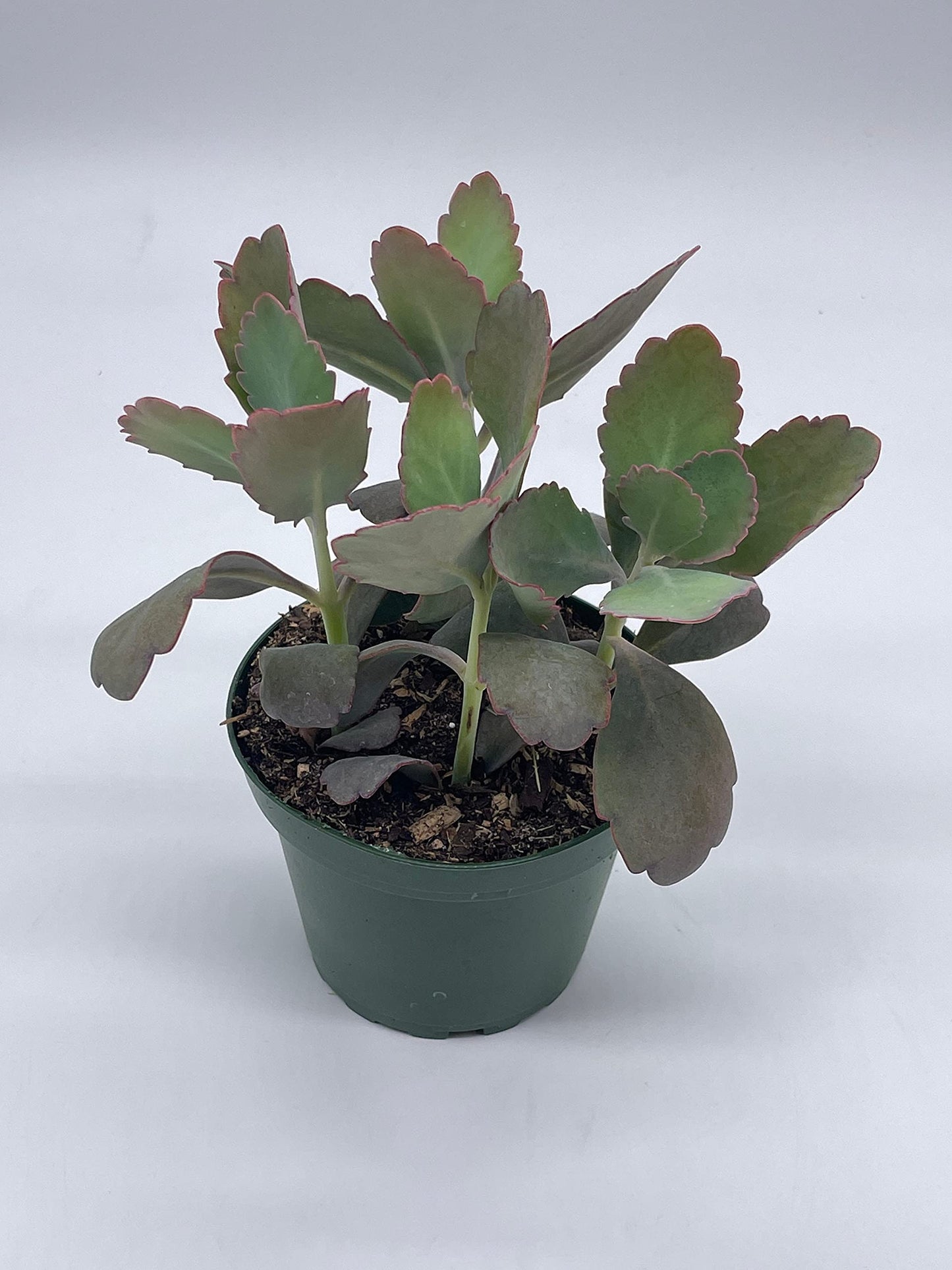 Kalanchoe Laxiflora, 4 inch, Milky widow's Thrill, Bryophyllum crenatum Baker