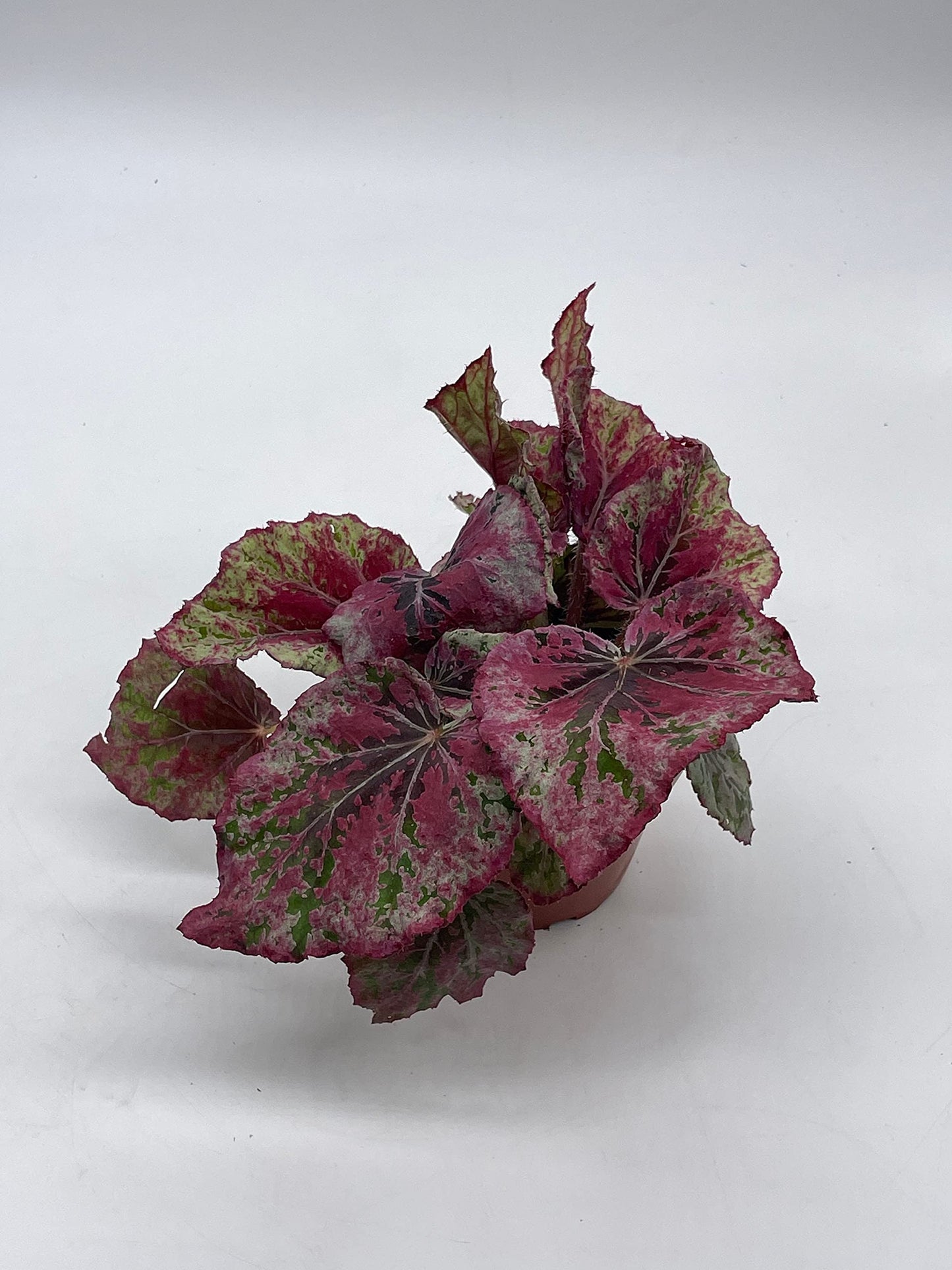 BubbleBlooms 'Harmony's Venetian Red', Begonia Rex, 4 inch, Painted-Leaf Begonia, Unique Homegrown Exclusive