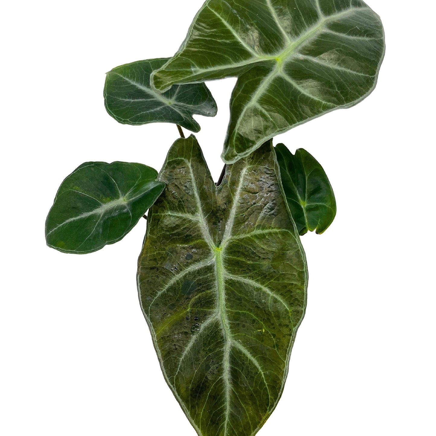 Alocasia Ebony, 4 inch, Jewel Alocasia x Amazonica, Healthy