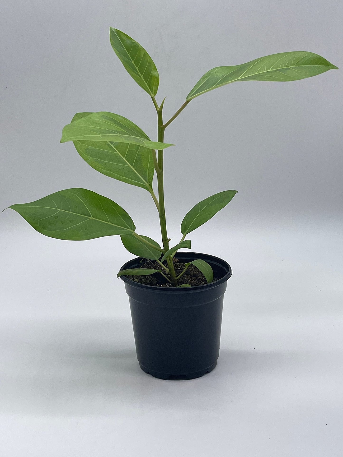 Ficus Altissima, 4 inch, Yellow Gem, Variegated Counciltree, Lofty Fig, Indian Banyan,