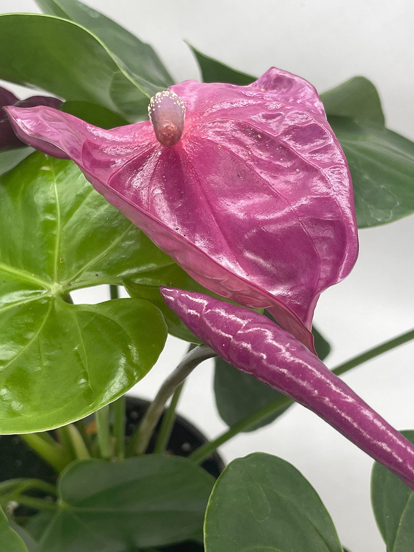 Anthurium Purple, in 6 inch Pot