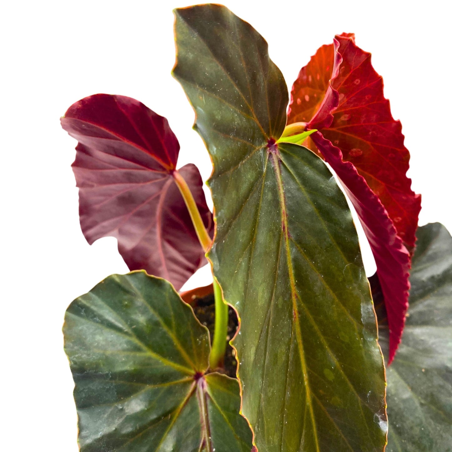 Harmony Foliage Harmony's Slither Angel Wing Begonia 4 inch