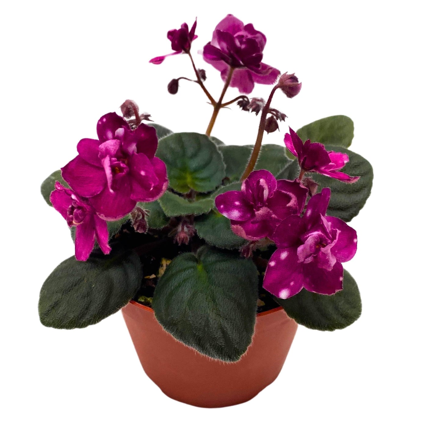 Harmony Foliage Hunter's Fire and Ice African Violet Saintpaulia 4 inch