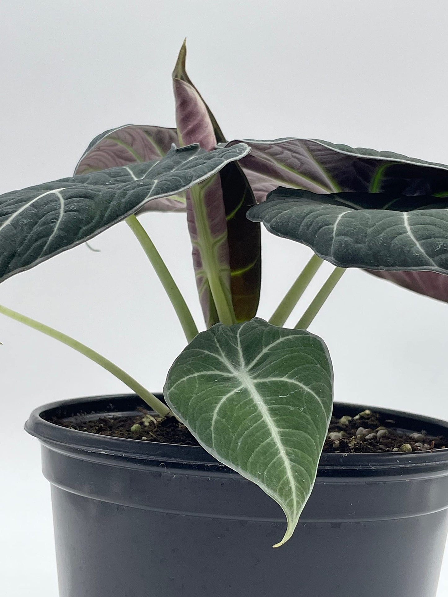 Alocasia Black Velvet in 6 inch Pot