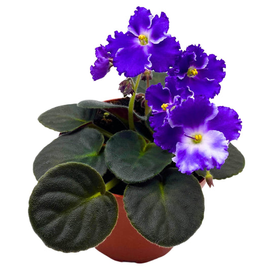 Harmony Foliage Snow Edelweiss African Violet Saintpaulia 4 inch