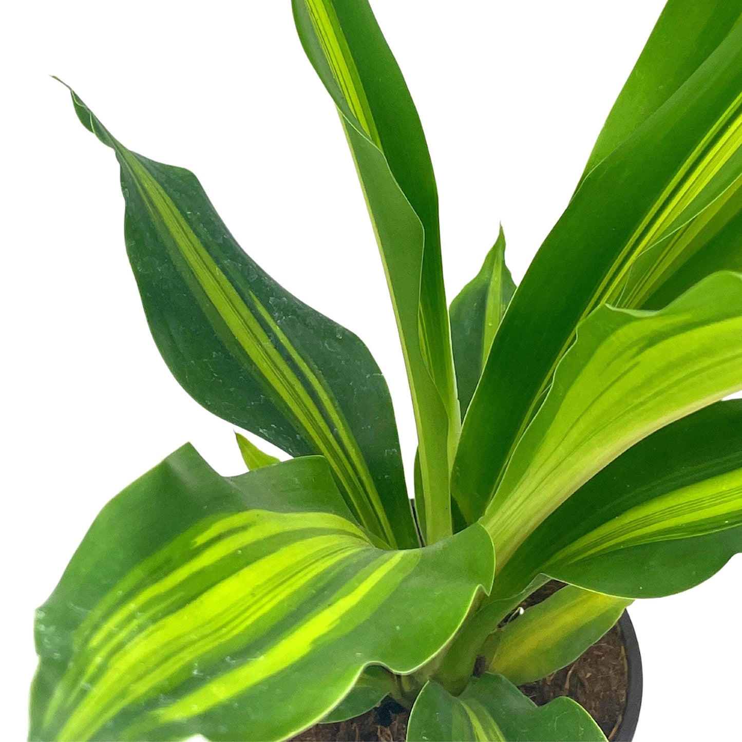 Song of India, 4 inch Dracaena reflexa, Song of Jamaica, Variegated Striped House Plant