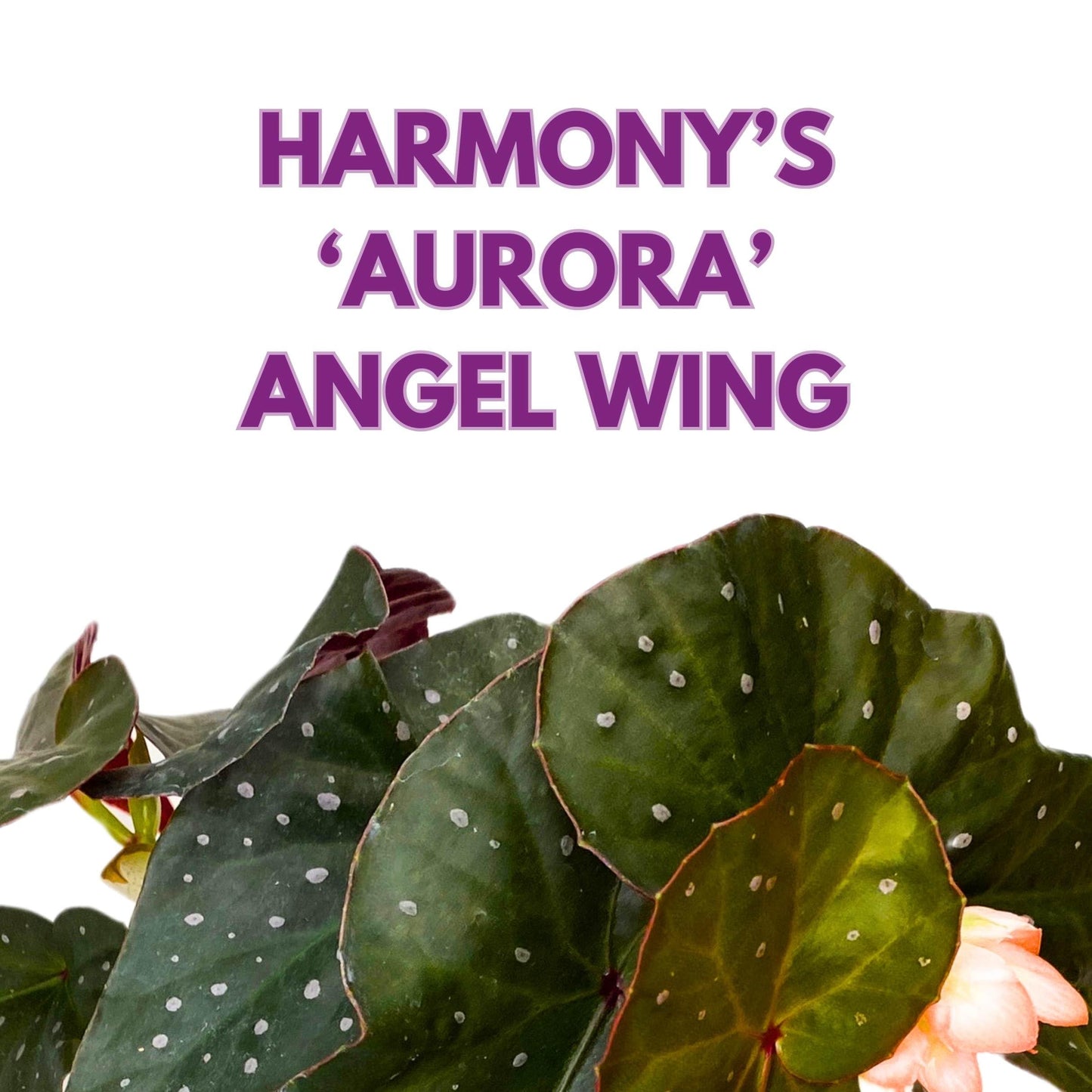 Harmony Foliage Harmony's Aurora Angel Wing Cane Begonia 4 inch