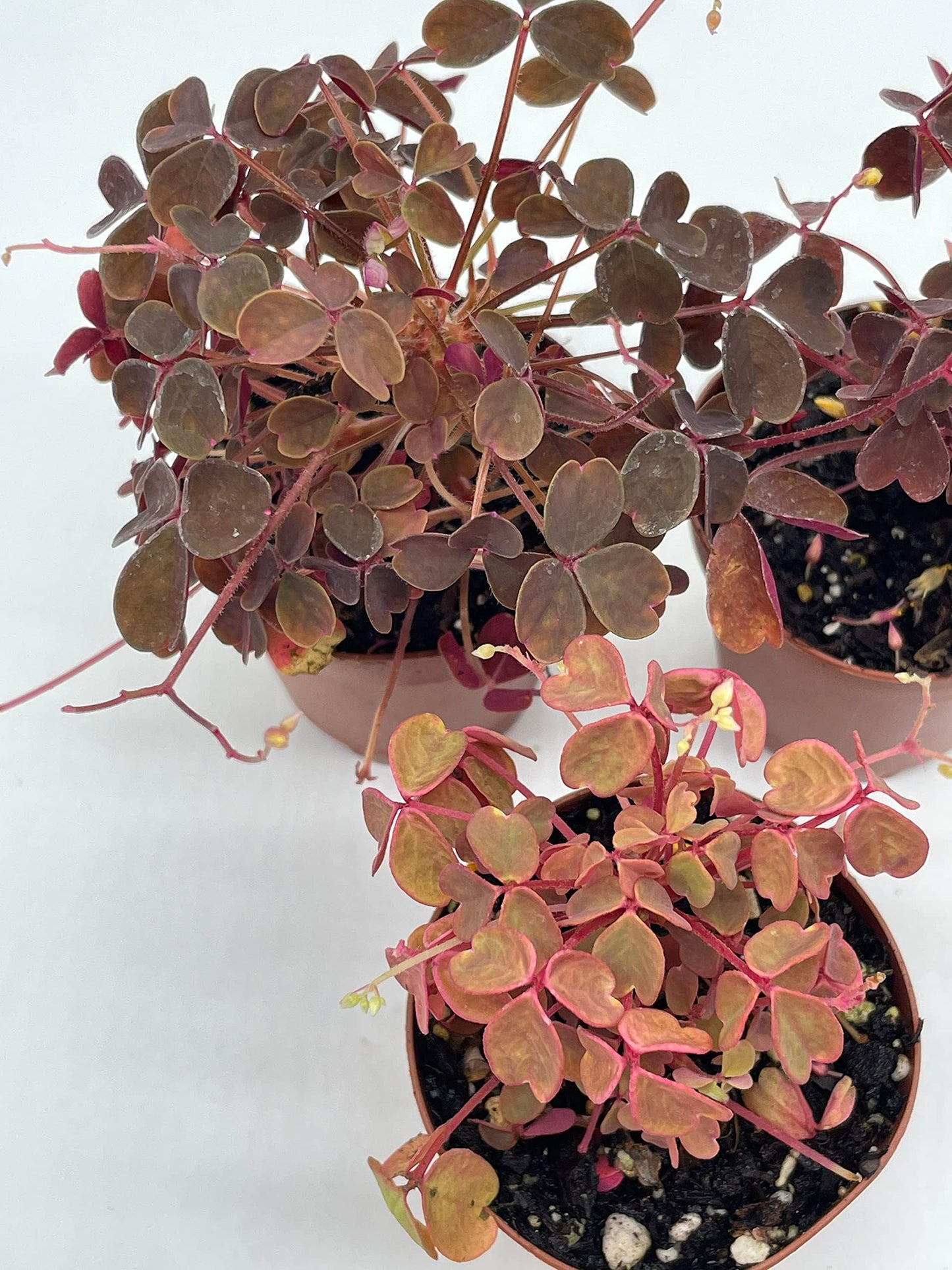 Oxalis Assortment, 2 inch pots, Wood Sorrel Variety, 3 Different Oxalis acetosella, Ebony, Purple Shamrock, and Pink or Cream