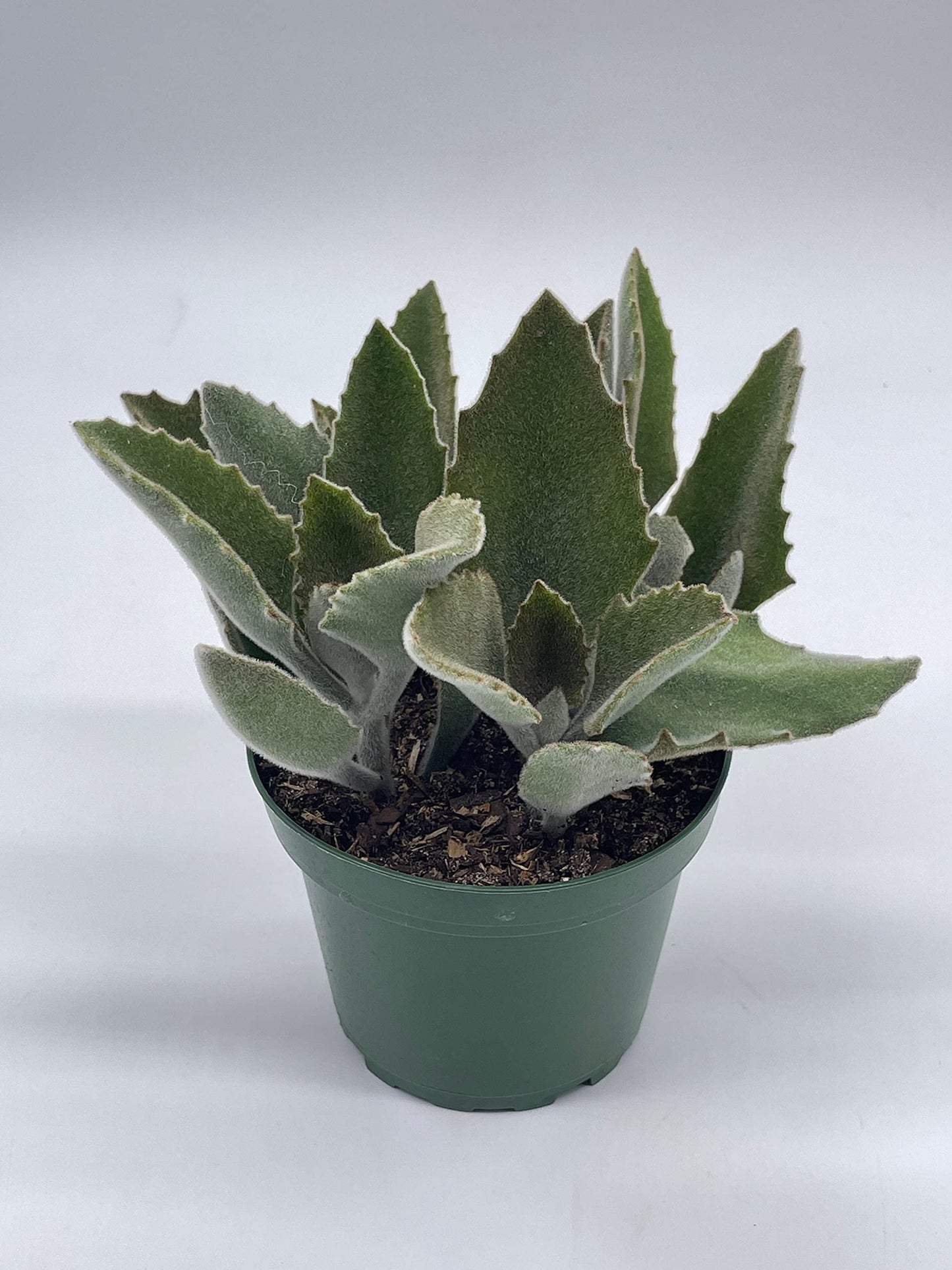 Kalanchoe Beharensis, 4 inch, Donkey Ears, Drake Donkey's Ear Succulent