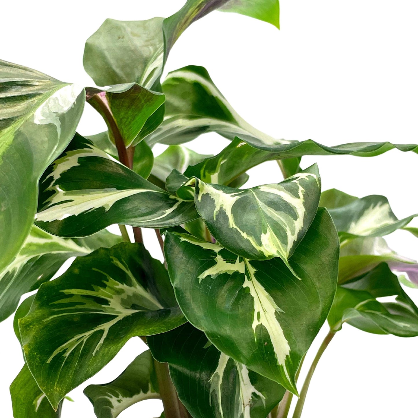 Calathea White Fusion, 4 inch, Rare Variegated Prayer Plant, Cathedral Plant, Green and White