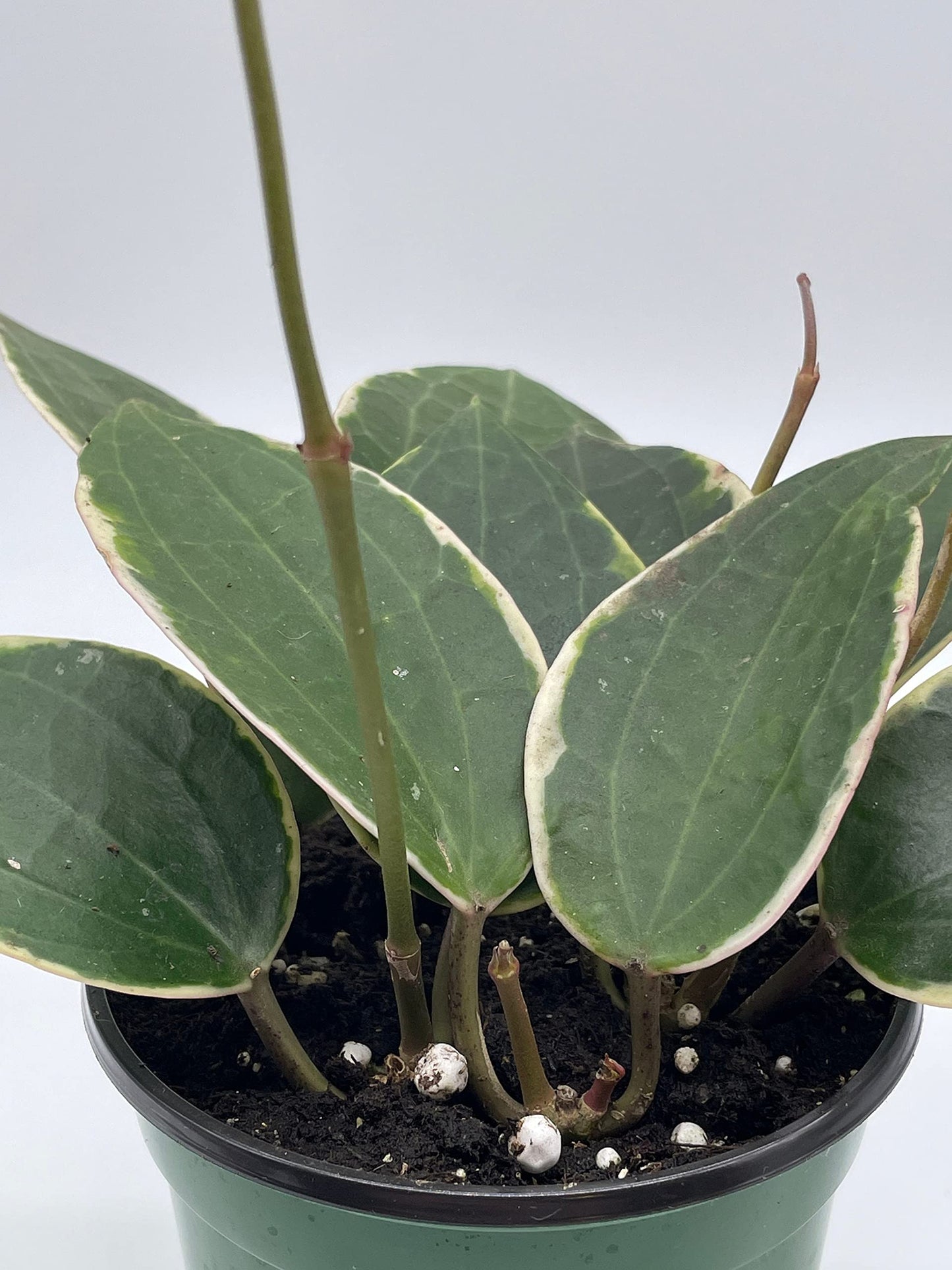 Hoya Macrophylla, Very Rare Limited Live Plant, in 4 inch Pot