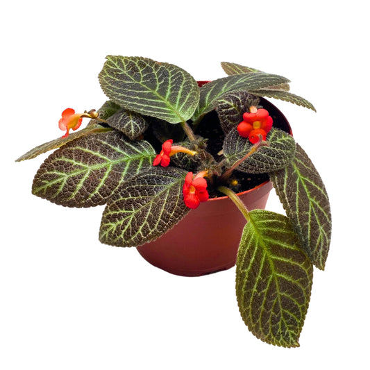 Harmony Foliage Episcia Longwood Gardens Flame Violet 6 inch