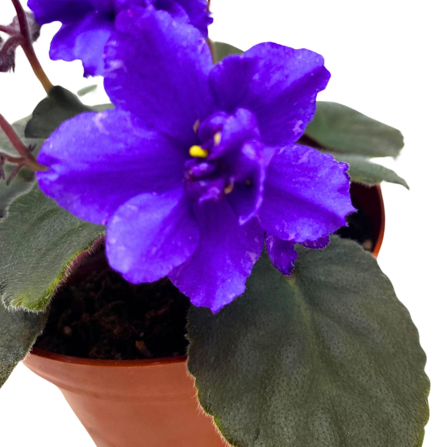 Harmony Foliage Hunter's Lightning Strike African Violet Saintpaulia 4 inch