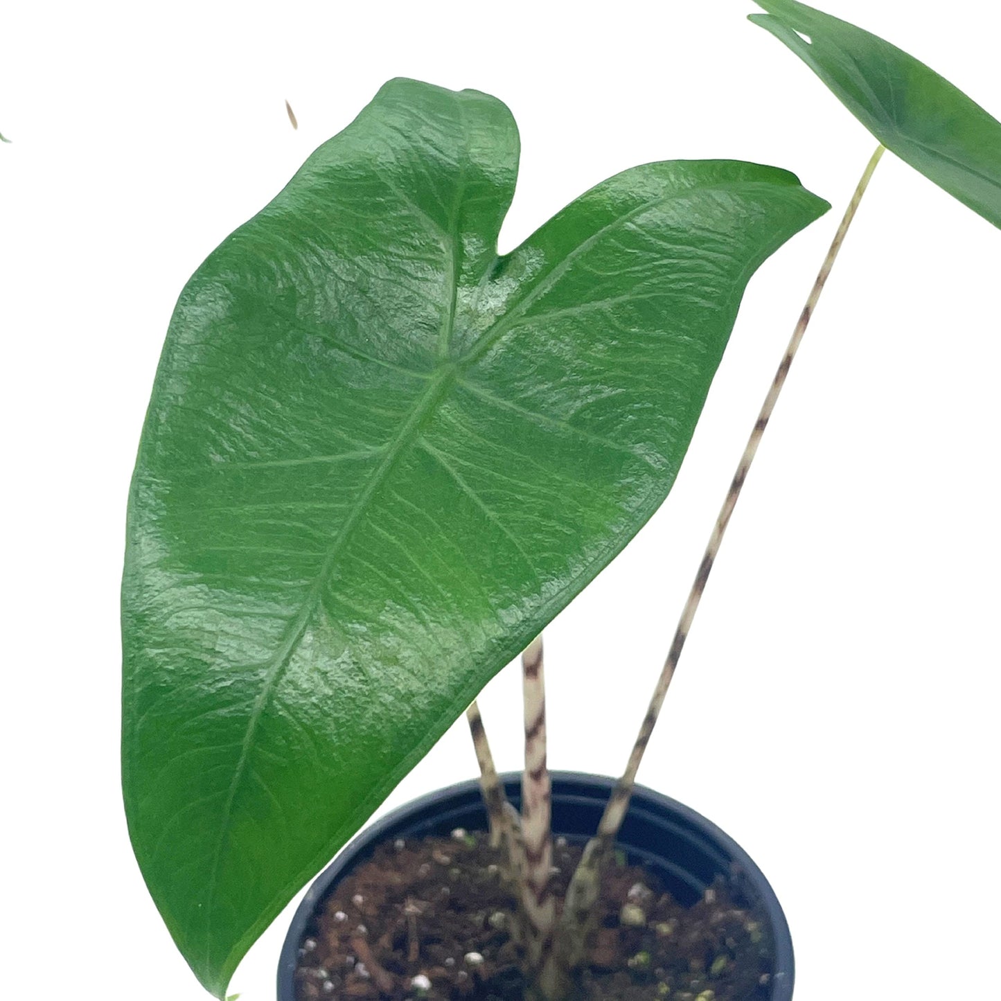 Alocasia Zebrina, 4 inch, Zebra Plant, Striped Stems