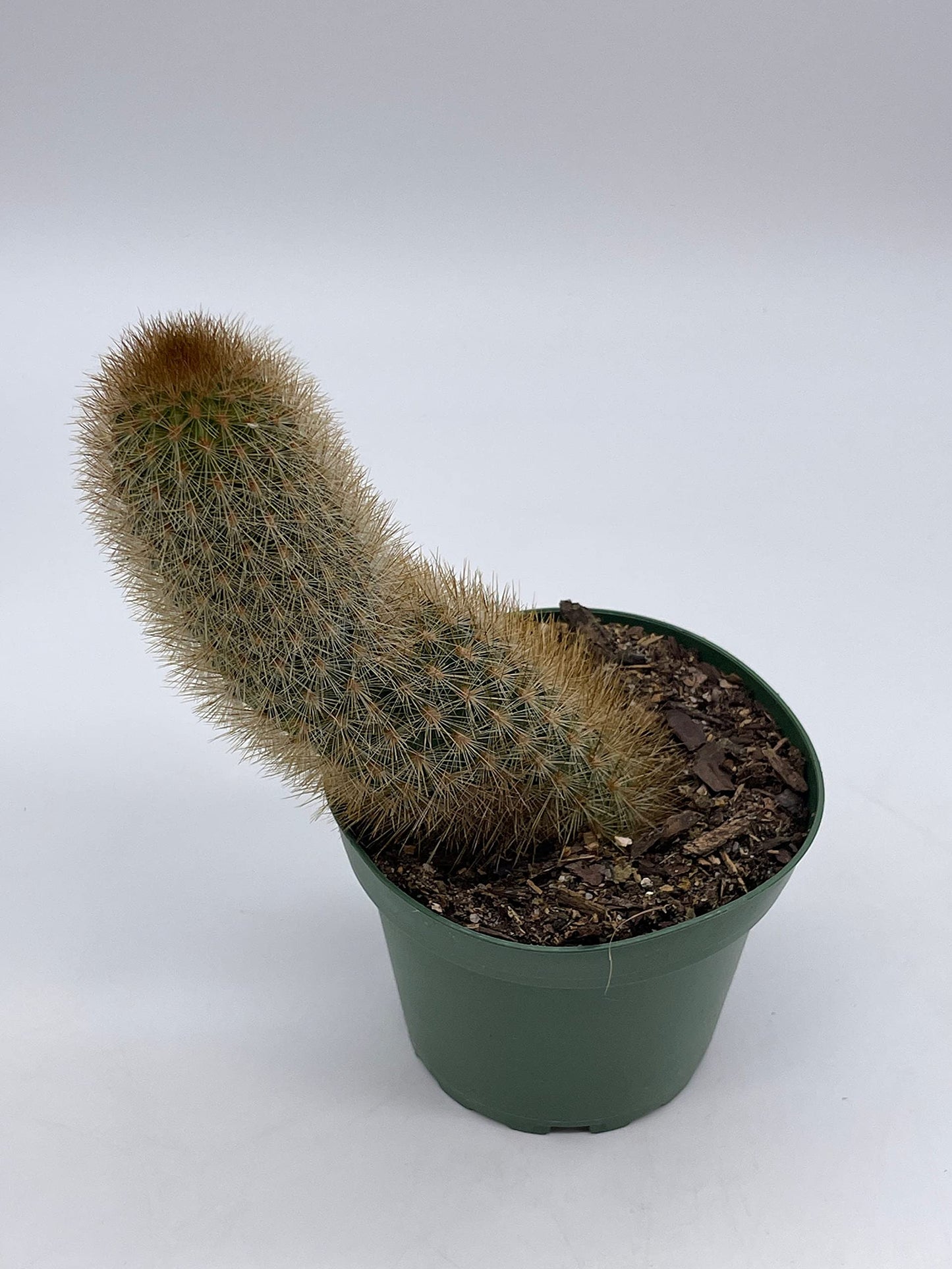 Echinopsis Tarijensis, Texas Rainbow Cactus, echinocereus dasyacanthus, Wooly, Rare Cactus, 4 inch Pot, Well Rooted