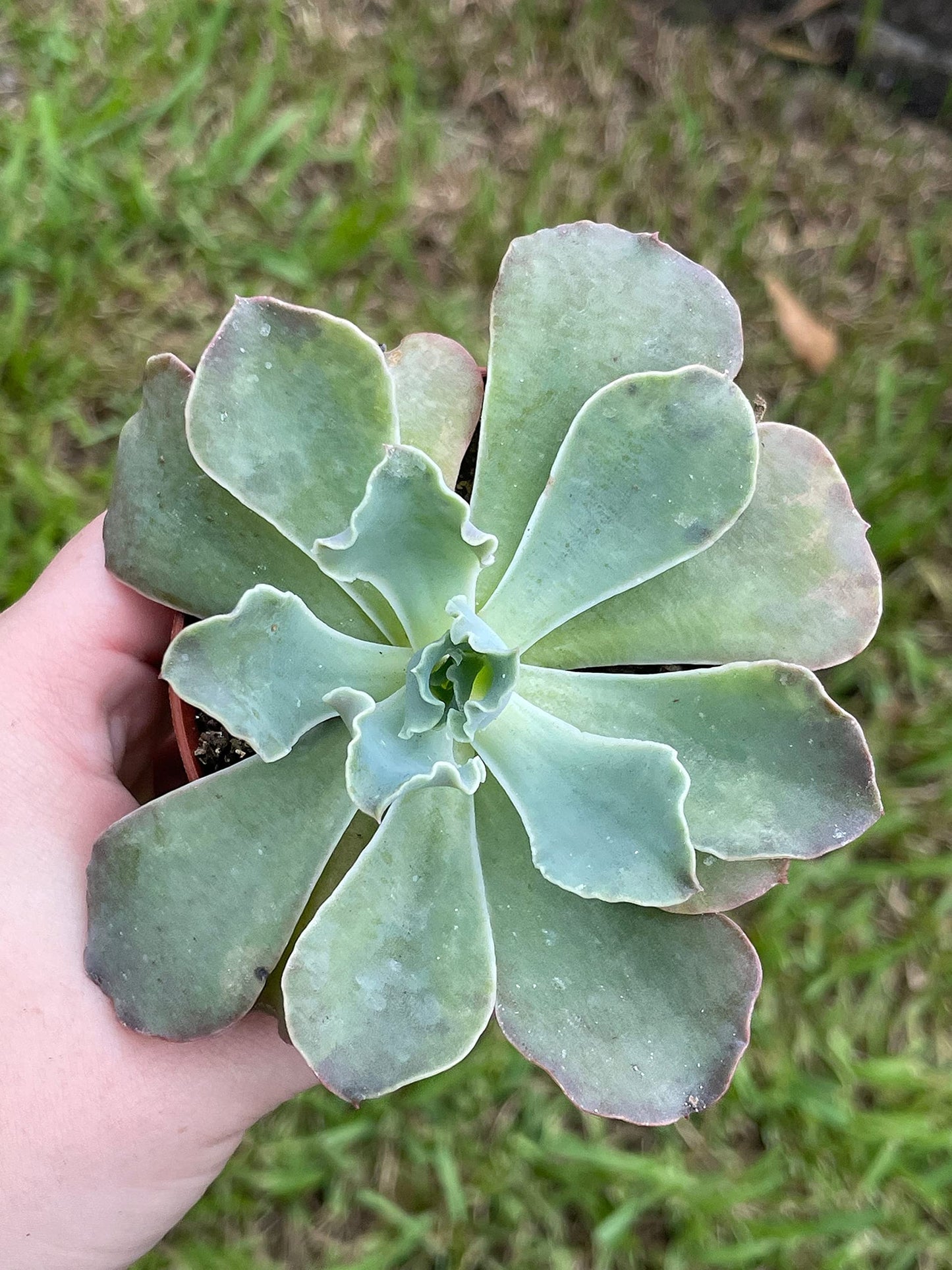 Echeveria shaviana, Mexican hens and Chicks, in 3 inch Pot