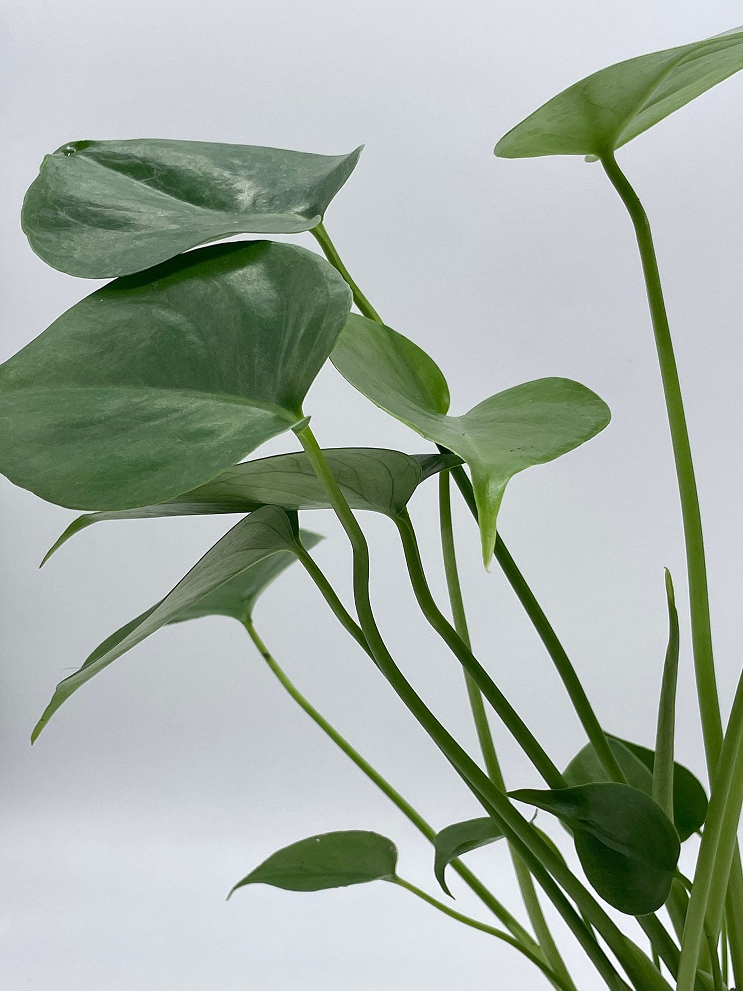 BubbleBlooms Monstera Deliciosa Split Leaf philodendron in a 4 inch Pot