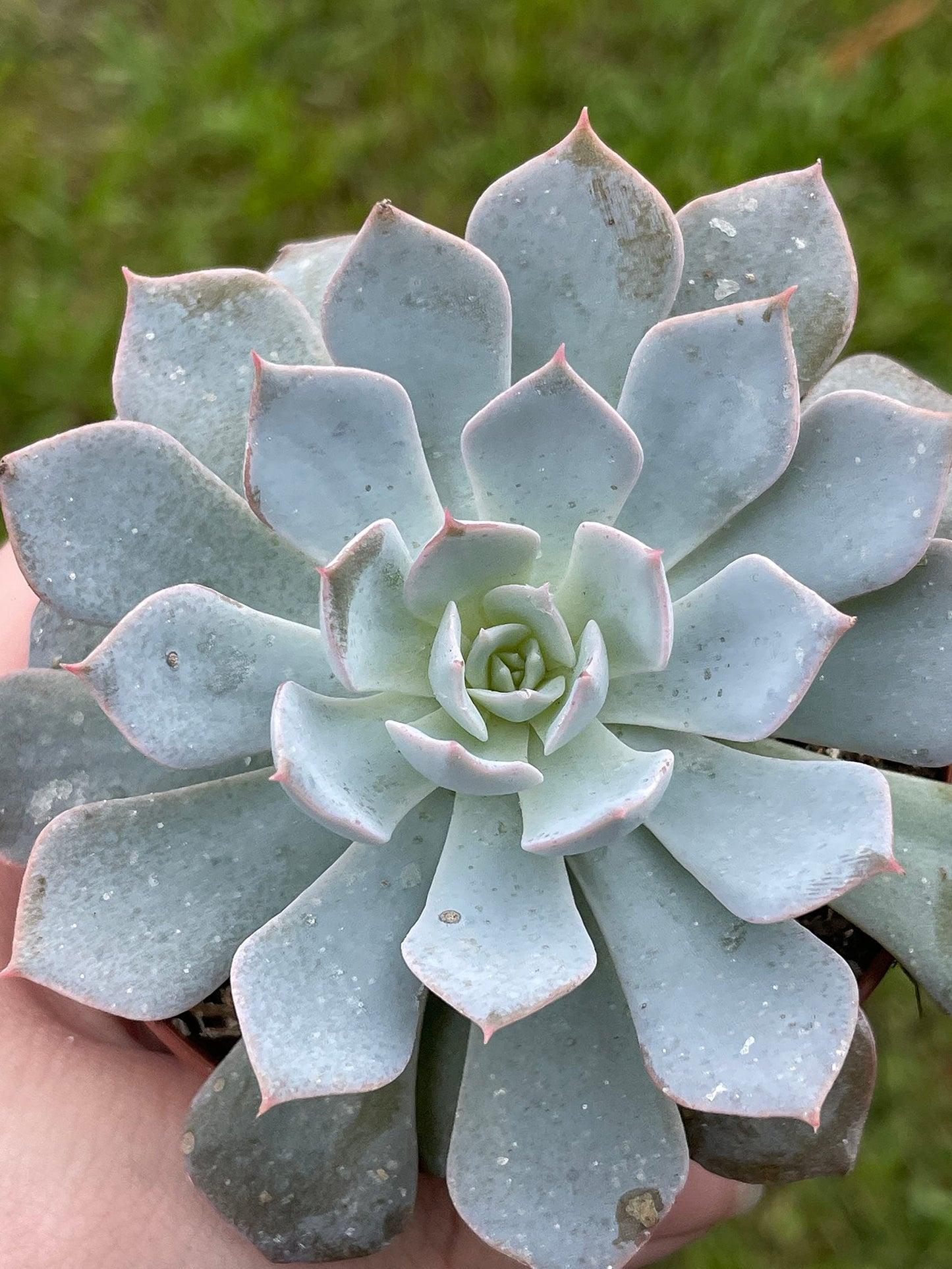 Echeveria peacockii, desmetiana, White Cloud in 3 inch Pot