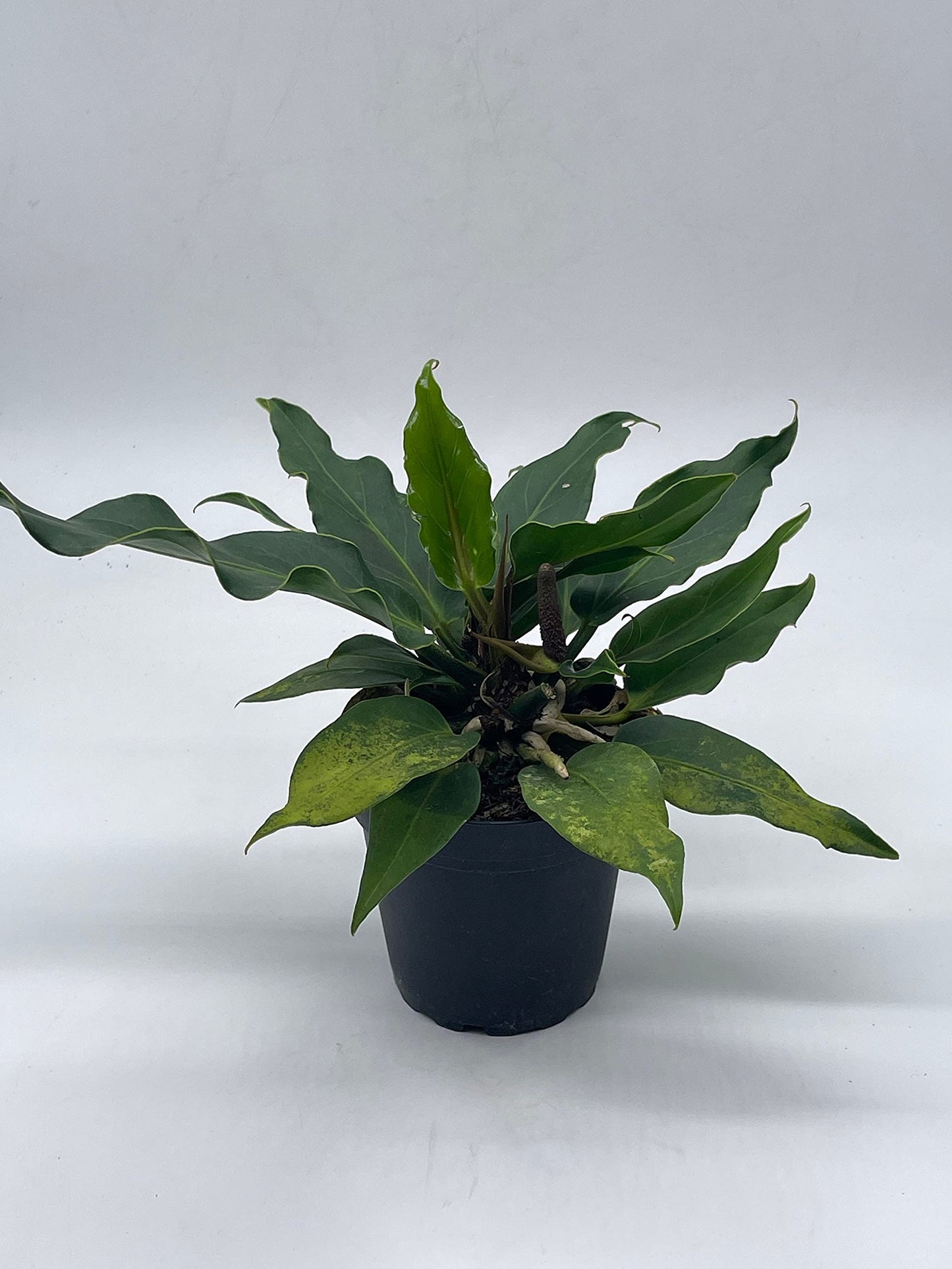 Anthurium Hookeri, Wave of Love, 4 inch Plowmanii Bird's nest