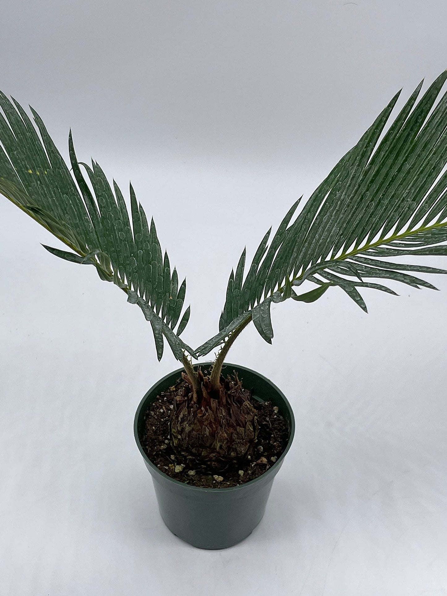 Queen Sago Palm, Cycas rumphii, in a 4 inch Pot (Cycas revoluta)