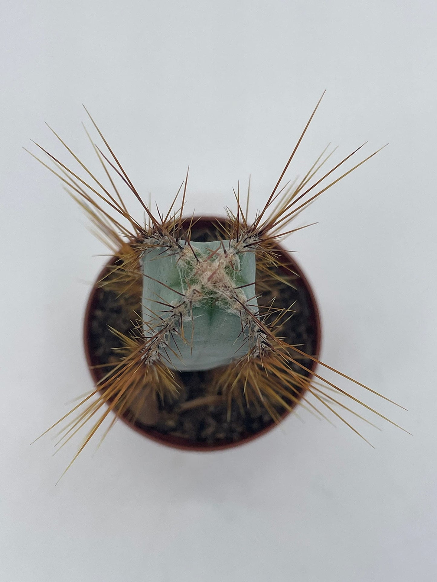 Blue Column Cactus, Pilosocereus Azureus, 3 inch, Square Shaped Blue Torch columnar Cacti pachycladus