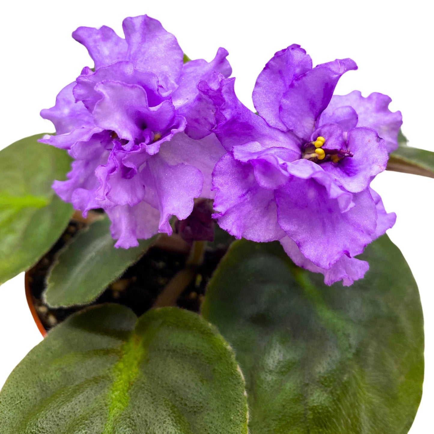 Harmony Foliage VaT Lavender's Aroma African Violet Saintpaulia 4 inch