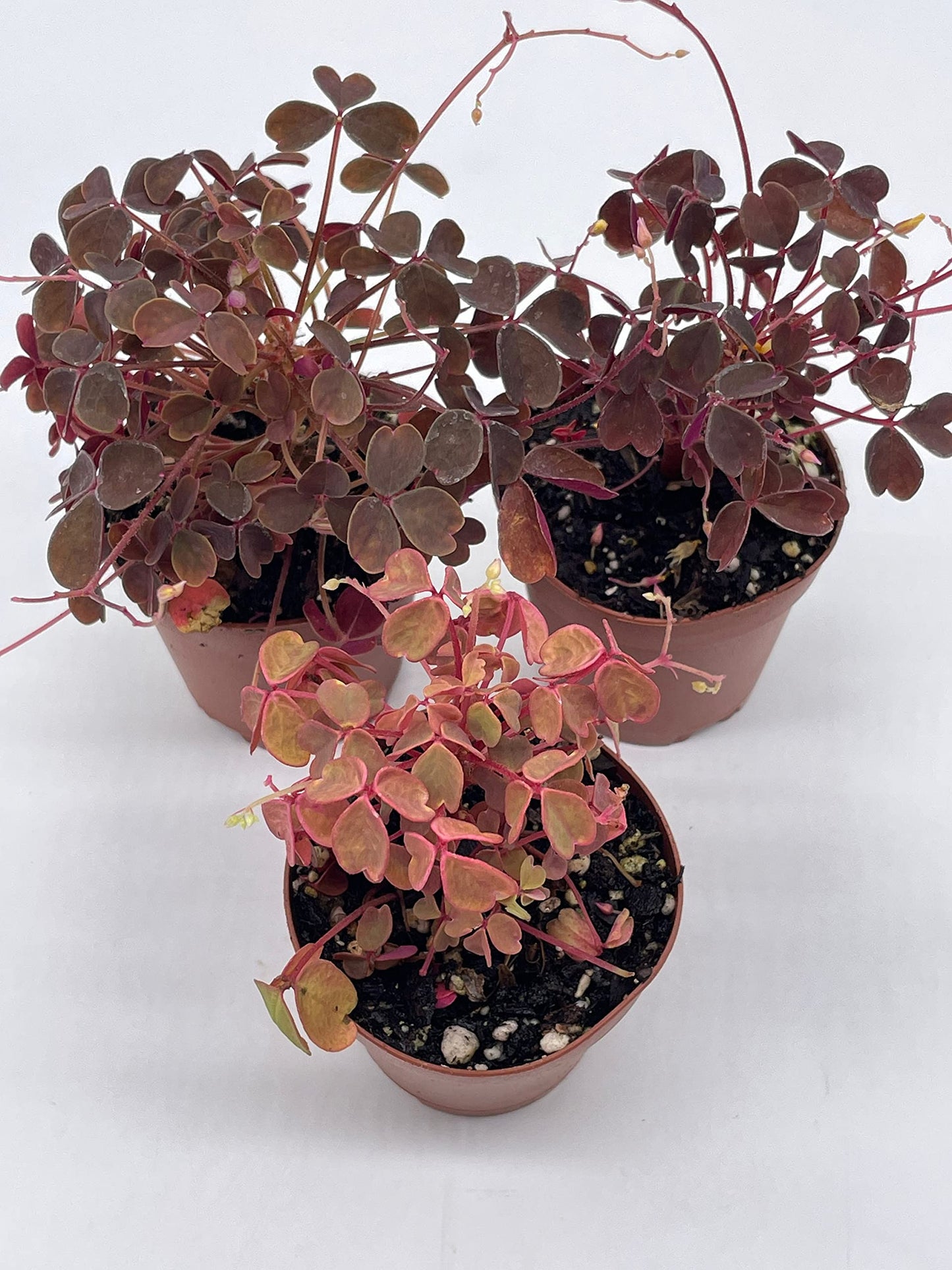 Oxalis Assortment, 2 inch pots, Wood Sorrel Variety, 3 Different Oxalis acetosella, Ebony, Purple Shamrock, and Pink or Cream