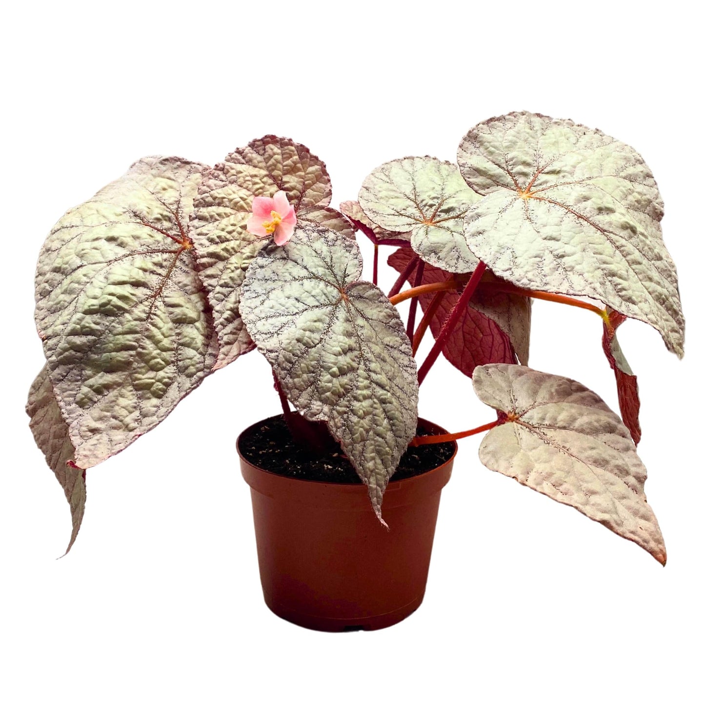 Harmony Foliage Begonia Rex Silver 6 inch