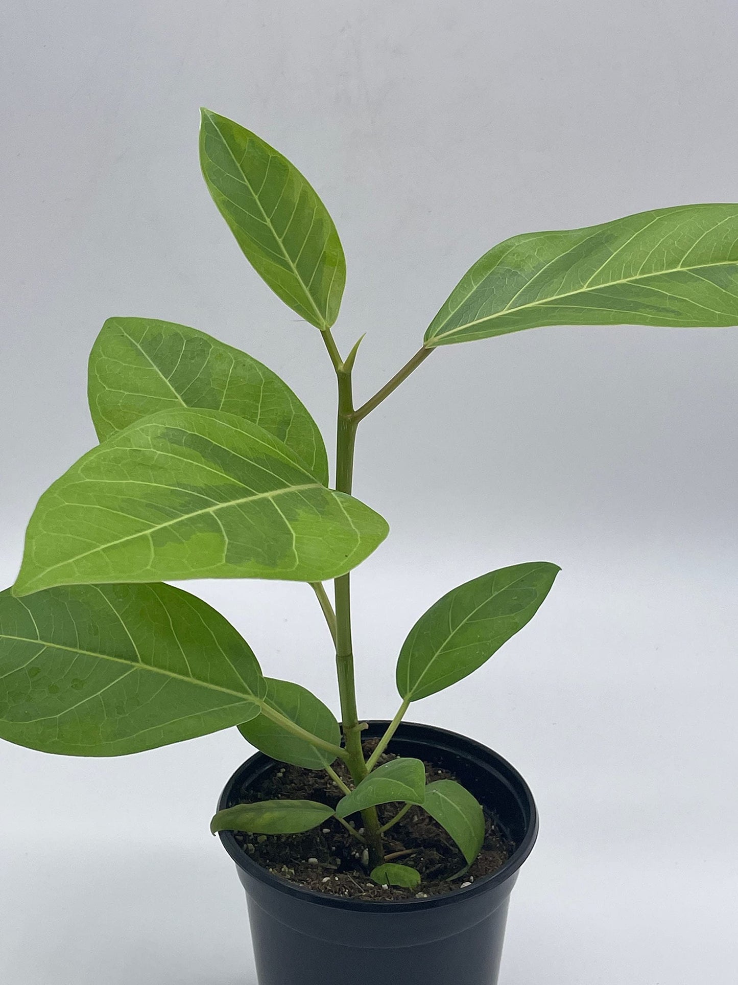 Ficus Altissima, 4 inch, Yellow Gem, Variegated Counciltree, Lofty Fig, Indian Banyan,