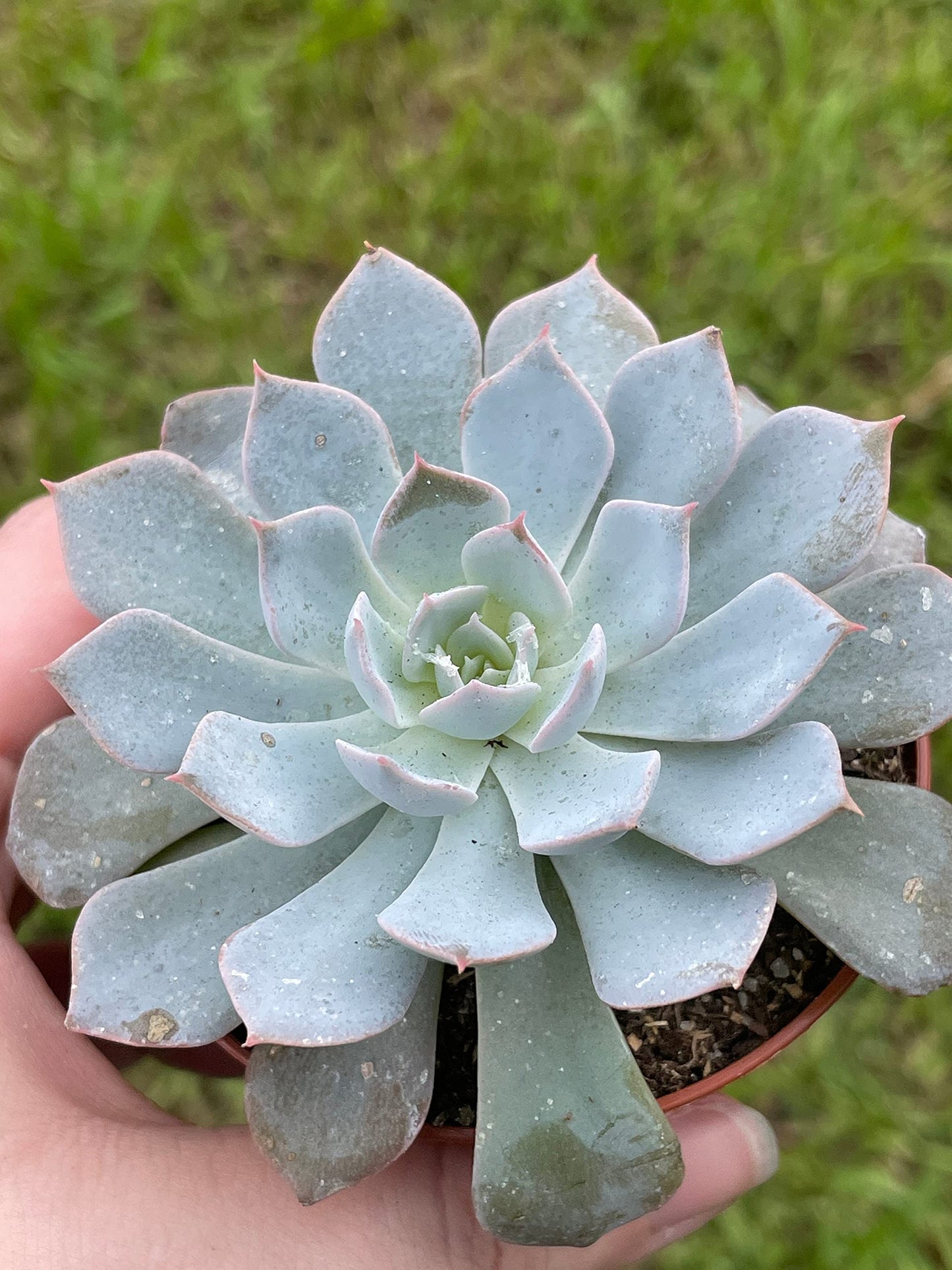 Echeveria peacockii, desmetiana, White Cloud in 3 inch Pot