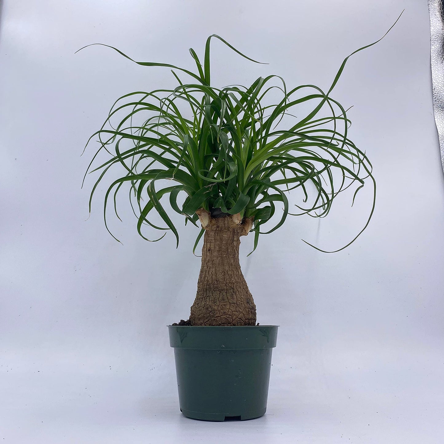 Indoor Stumpy Palm Tree, Large Stump in 4 inch Pot