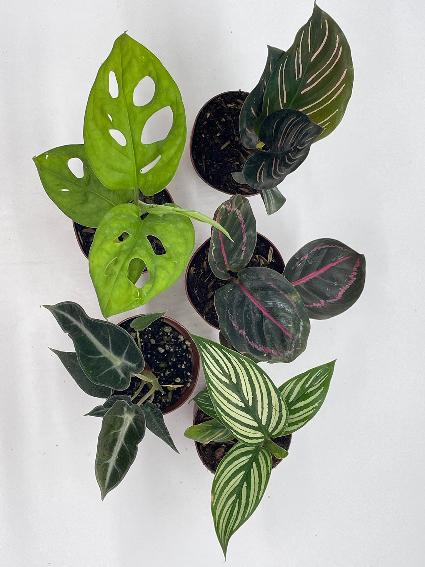 Variegated Foliage Assortment, Indoor Premium Collection, adanosii, Monstera, alocasia, Wandering Jew, Rare houseplants, 2 inch, Set of 5