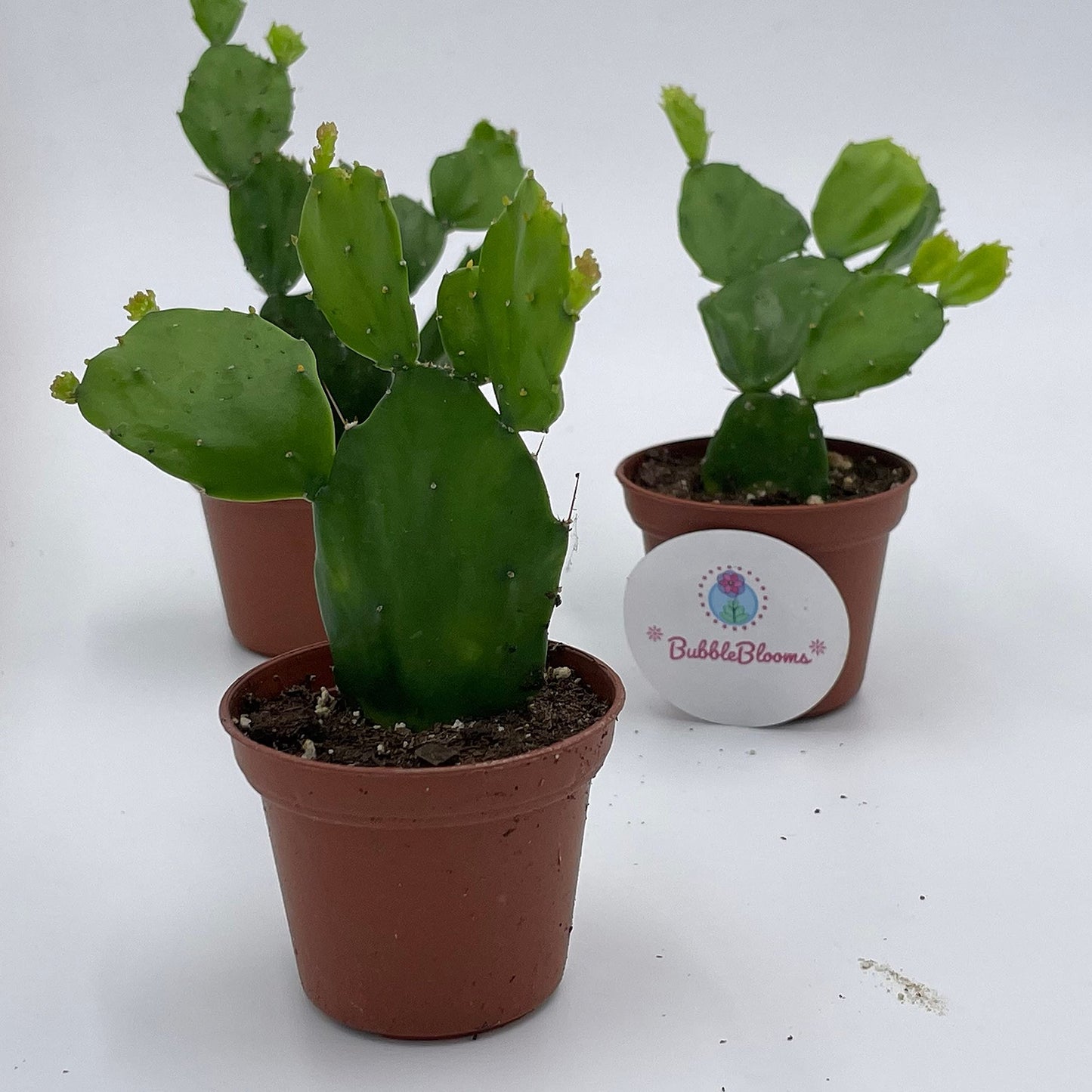 Brazilian Prickly Pear Cactus/Brasiliopuntia brasiliensis Willd Cactus/Plant in 2" Pot/Mini Cactus in Pot/Beginner Cactus