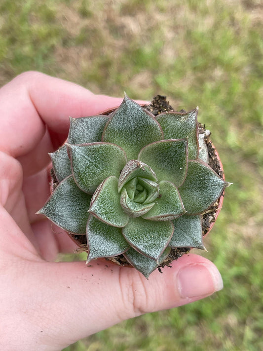 Echeveria purpusorum, Black Prince, Very Rare, Limited, in a 2 inch Pot Super Cute (Rose) A.Berger Crassulaceae