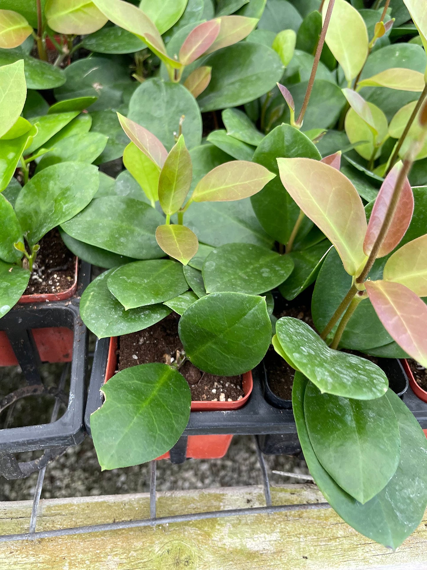 Hoya Australis, Samoan waxplant waxvine waxflower Wax Plant, Very Rare Limited Supply Exotic Live Succulent