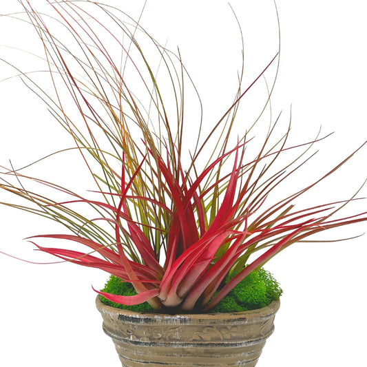 Tillandsia Garden, 6 inch Ceramic Pot, Air Plant Garden