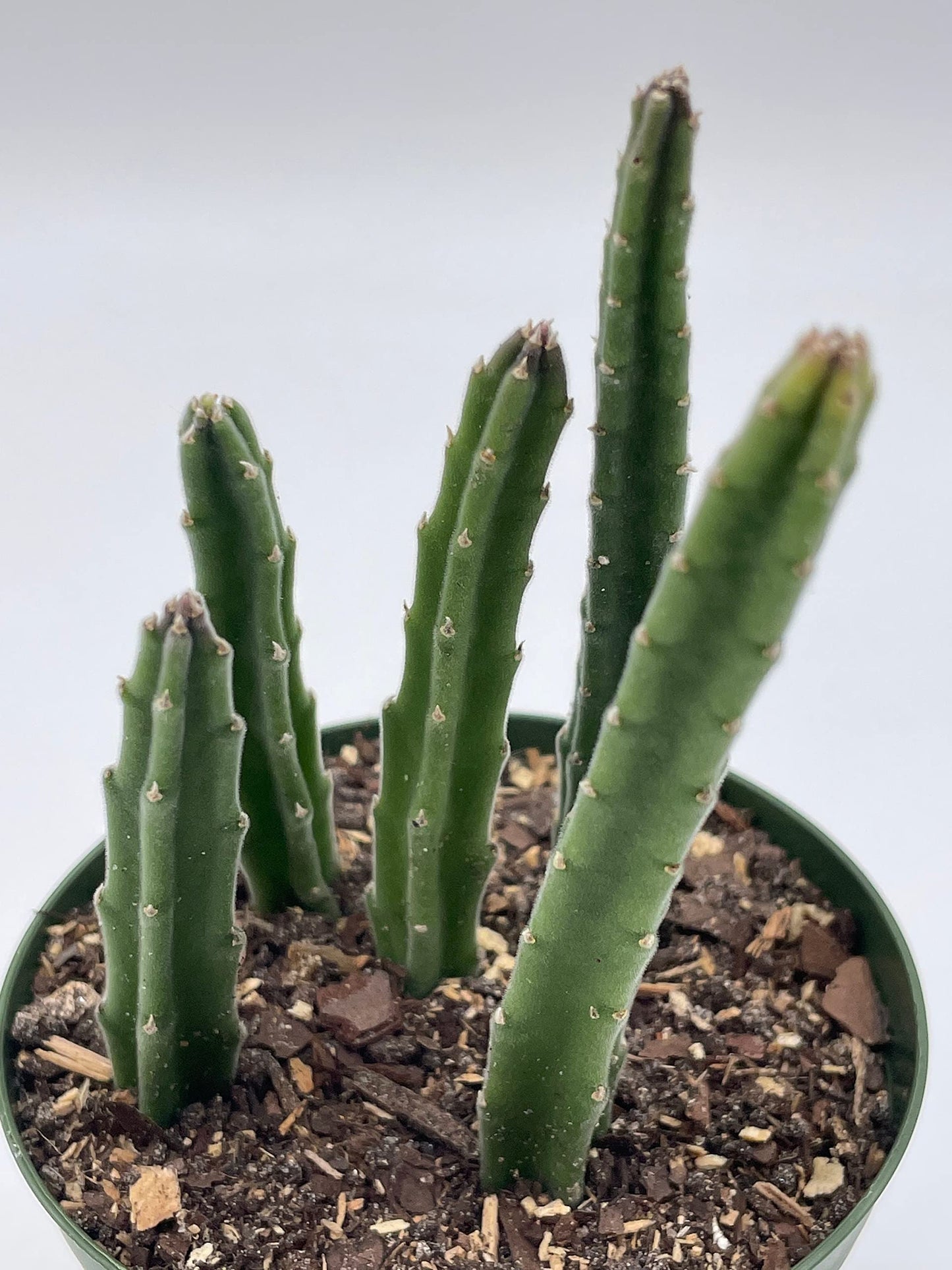 Stapelia Similis, Similar Stapelia, 4 inch Pot, Black Starfish Flower, Rare Huernia