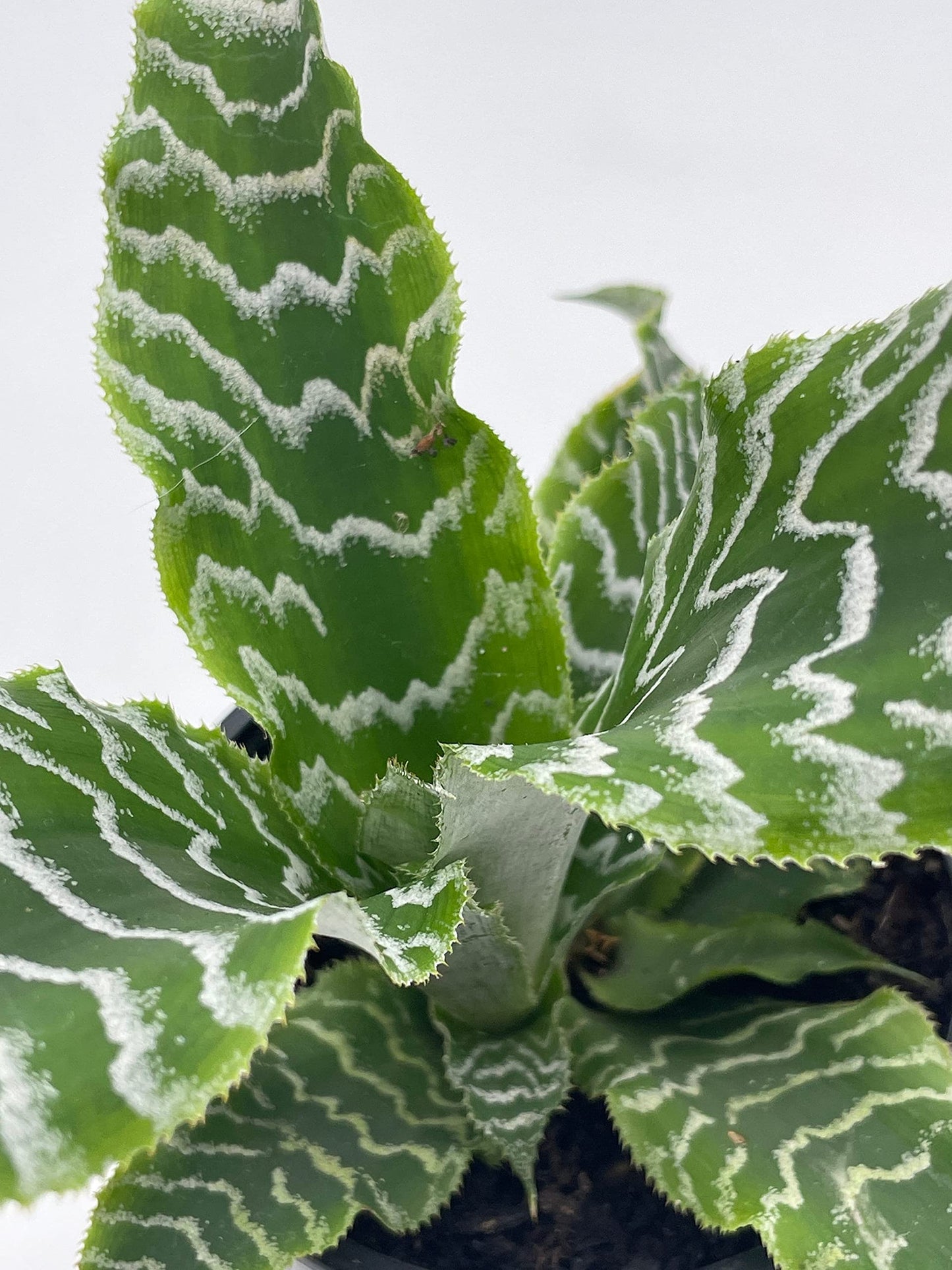 Cryptanthus Fosterianus, 4 inch, Zebra Earth Star